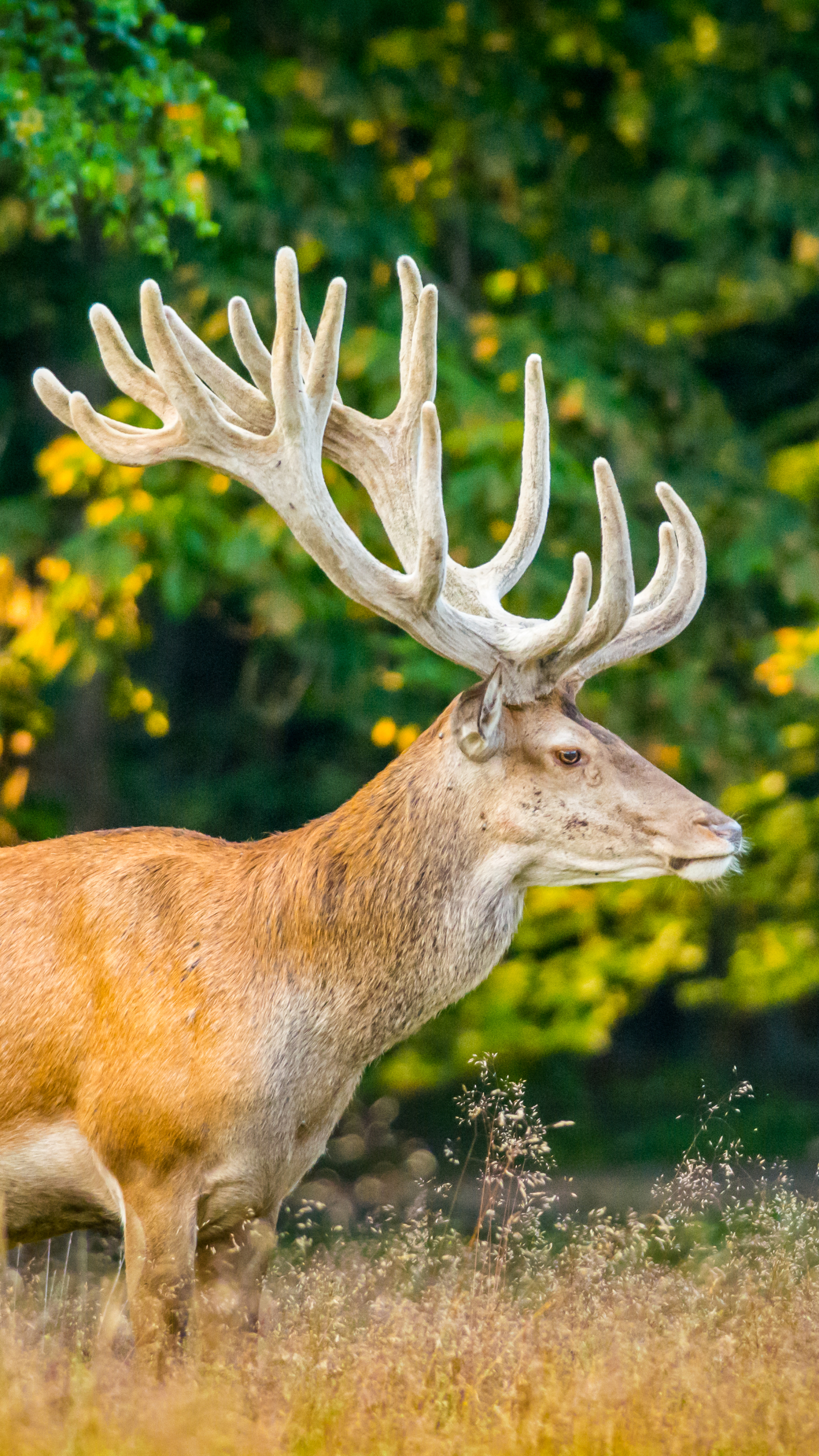 Handy-Wallpaper Tiere, Hirsch kostenlos herunterladen.