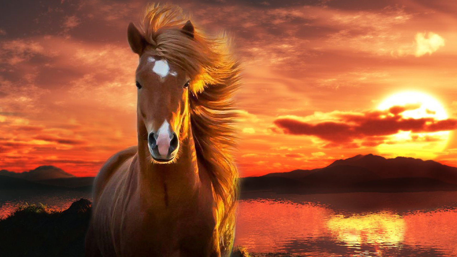 635655 descargar fondo de pantalla animales, caballo: protectores de pantalla e imágenes gratis