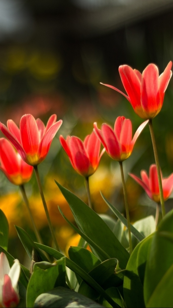 Descarga gratuita de fondo de pantalla para móvil de Flores, Flor, Tierra/naturaleza.