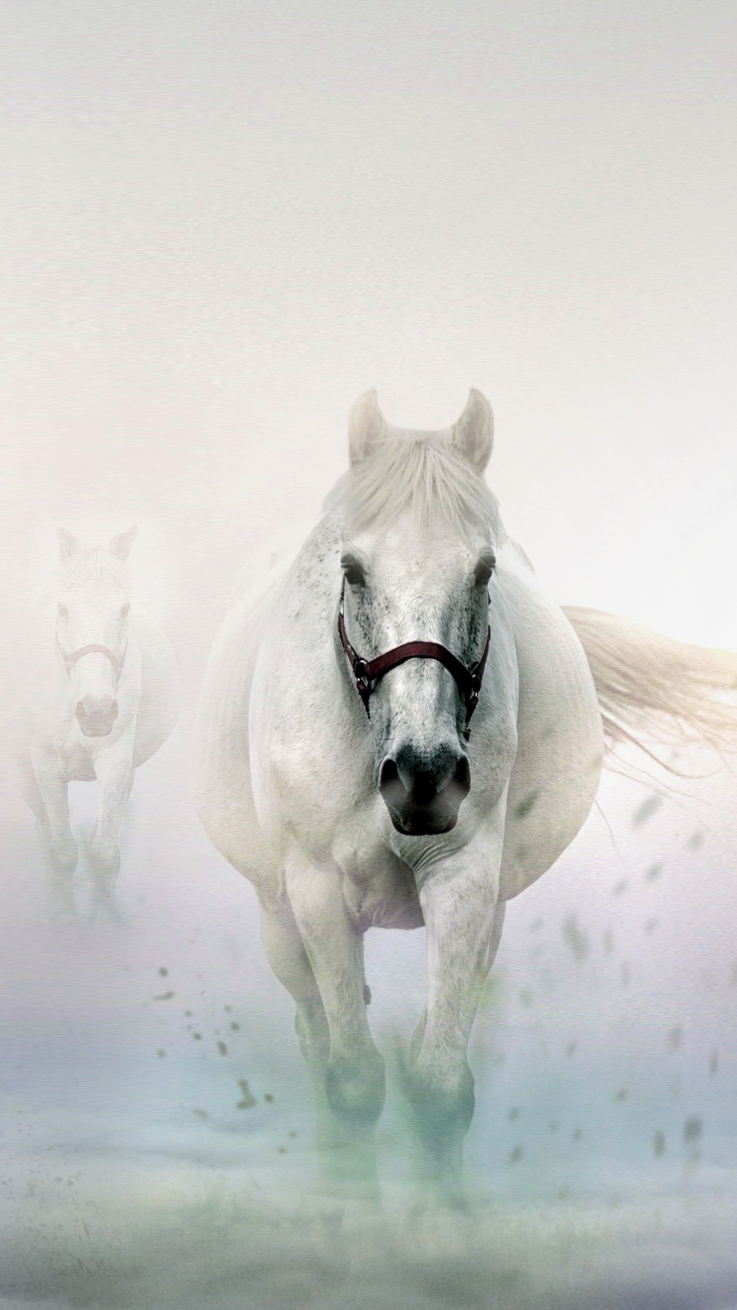Скачать картинку Животные, Зима, Снег, Белый, Лошадь в телефон бесплатно.