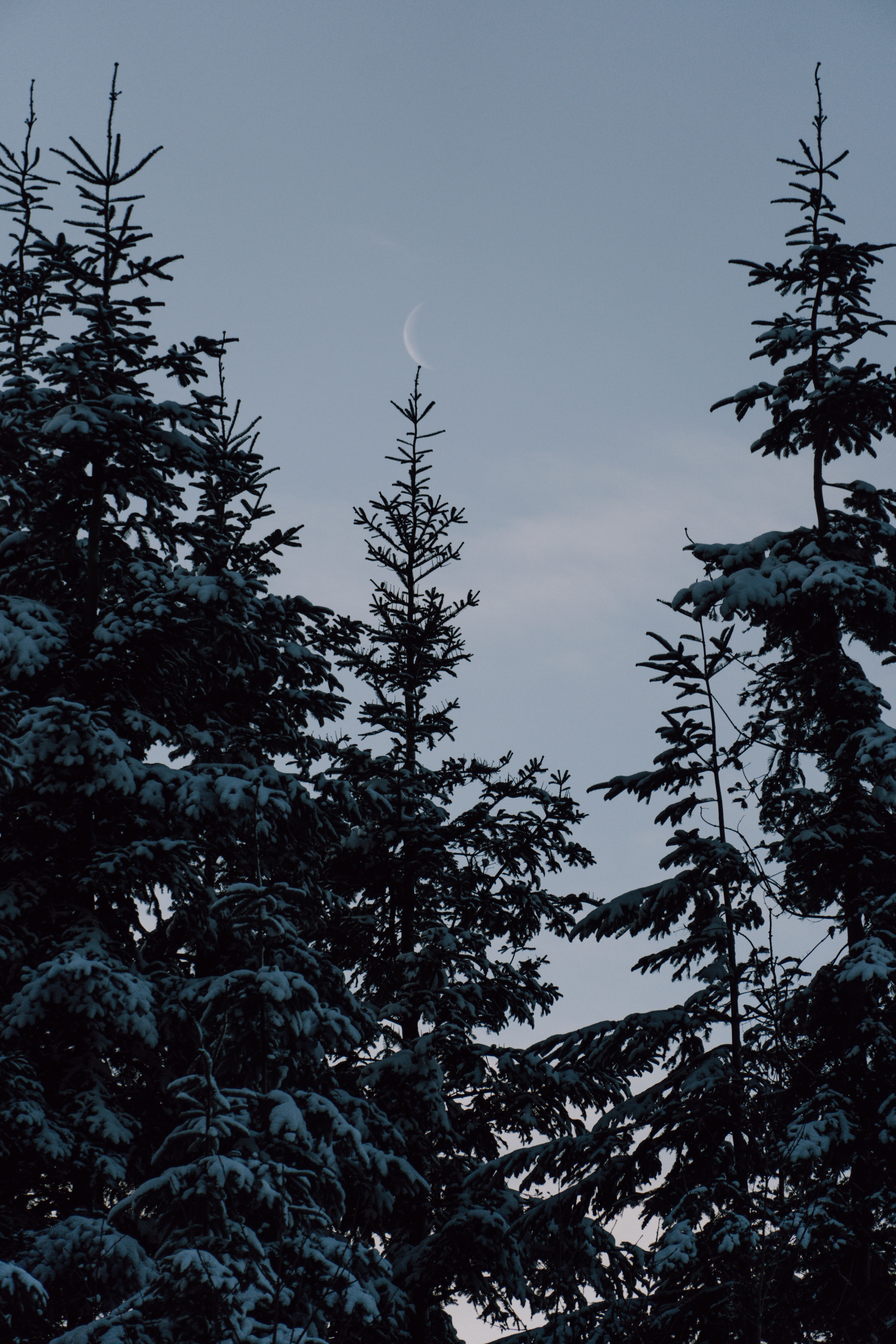 Baixe gratuitamente a imagem Inverno, Natureza, Árvores, Neve, Figueiras, Lua na área de trabalho do seu PC