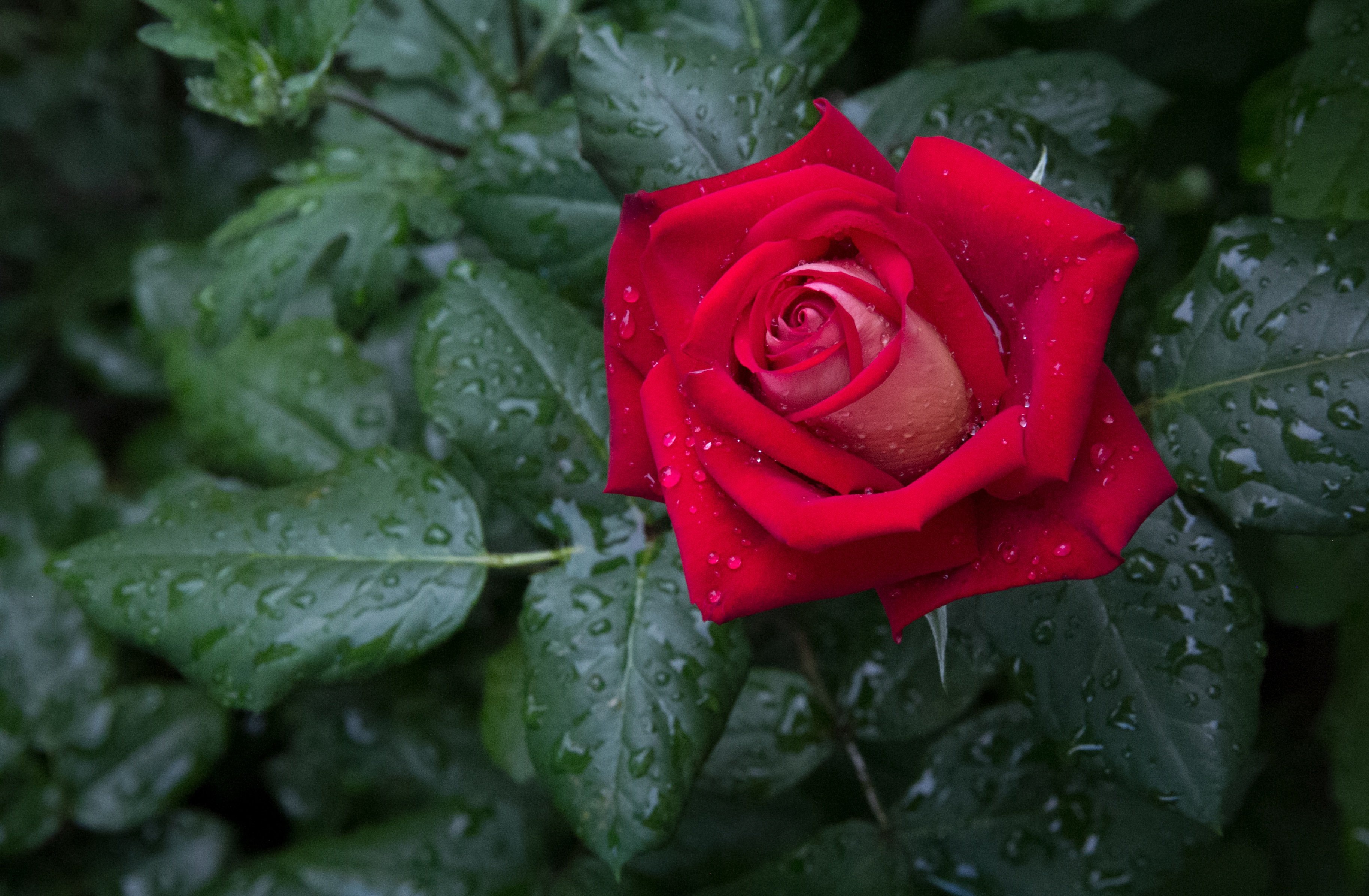 Baixar papel de parede para celular de Flores, Rosa, Rosa Vermelha, Pingos De Chuva, Flor Vermelha, Terra/natureza gratuito.