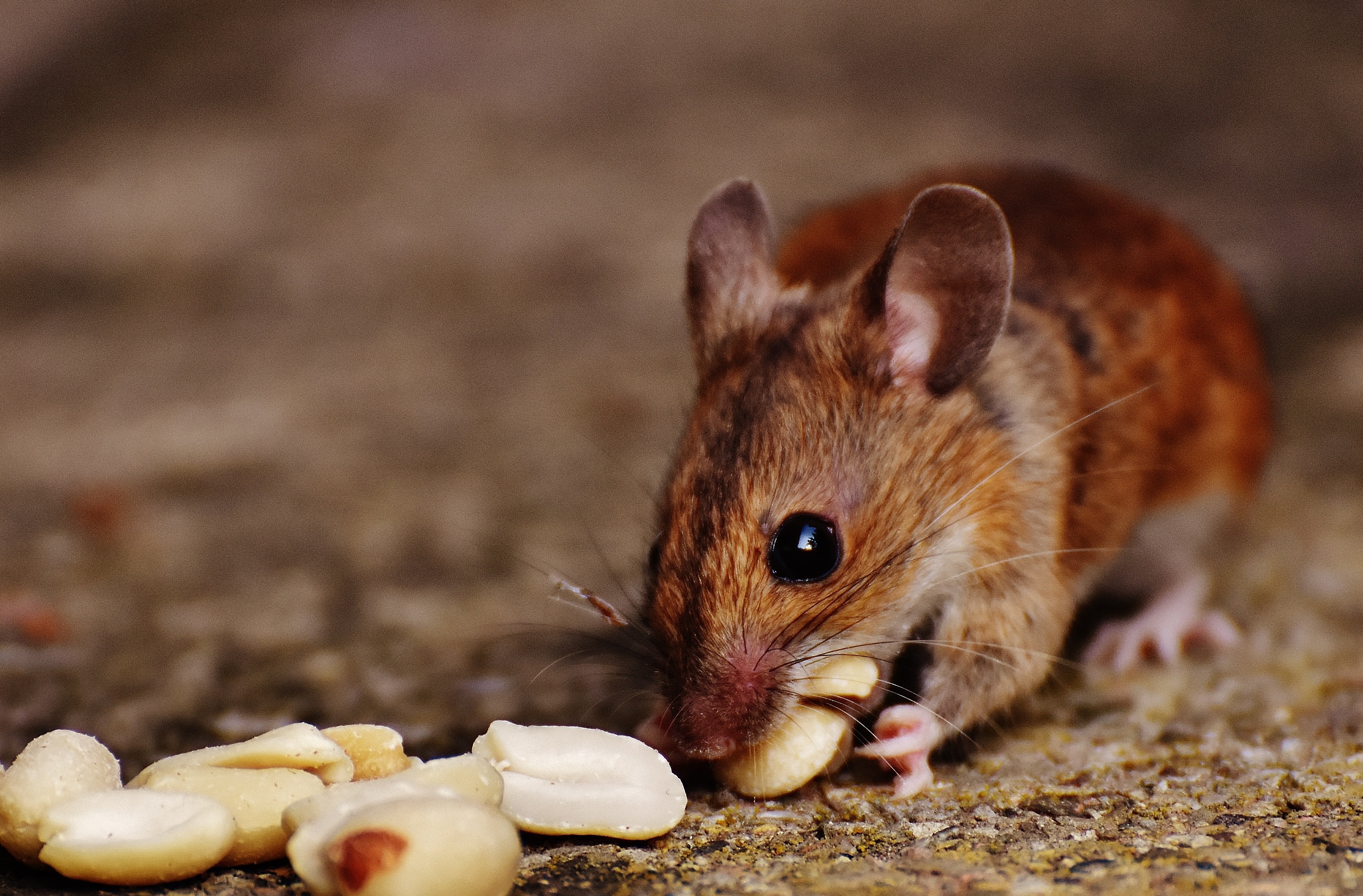 Free download wallpaper Food, Nuts, Rodent, European Mouse, Animals, Mouse on your PC desktop