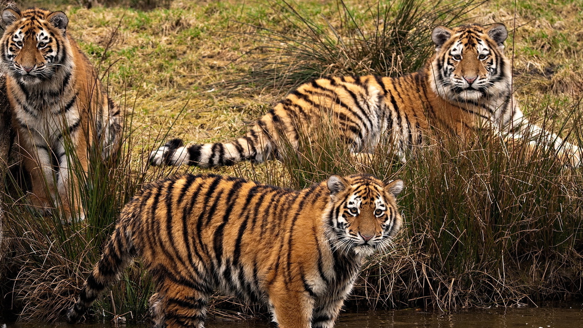 Téléchargez gratuitement l'image Animaux, Chats, Tigre sur le bureau de votre PC