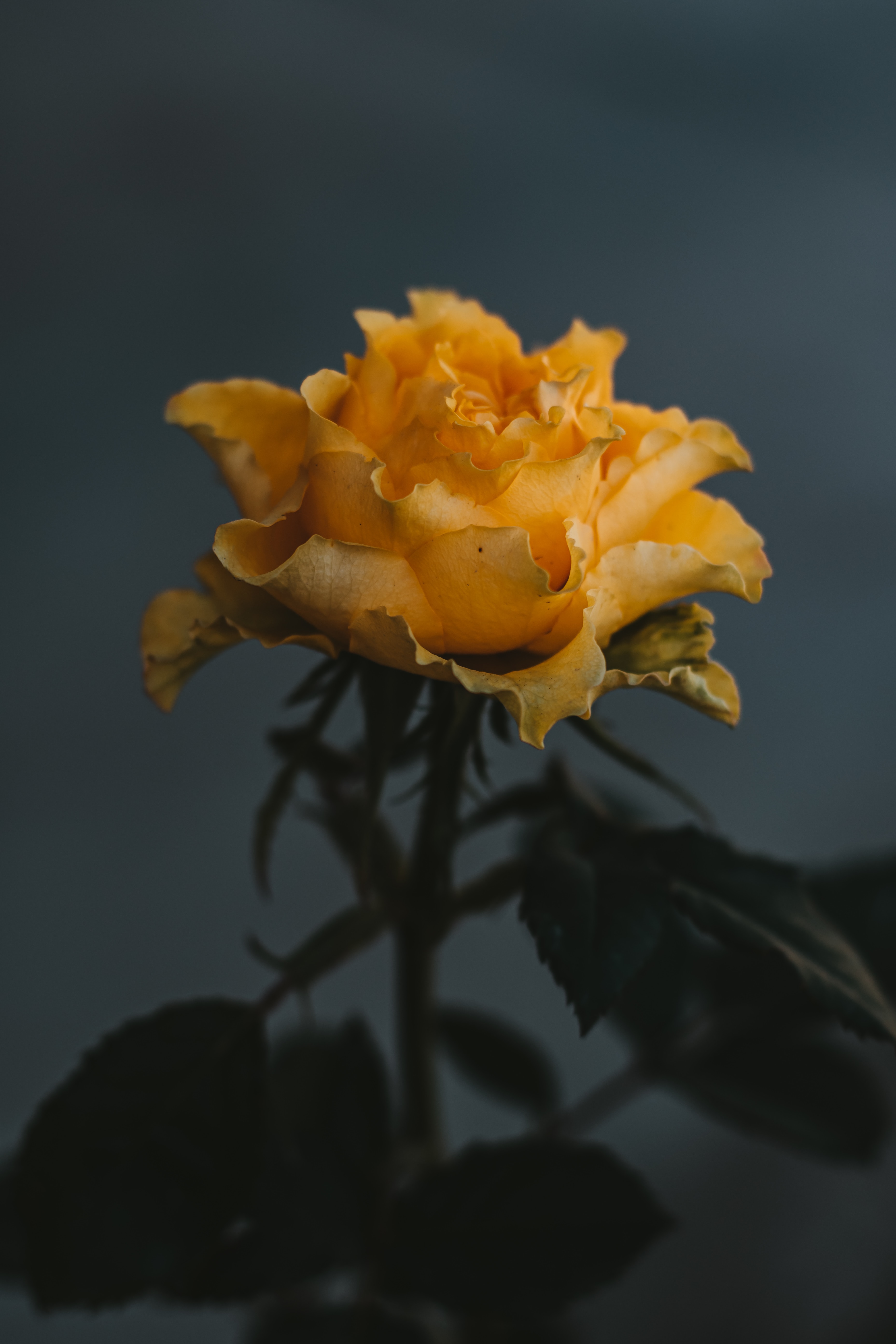 Завантажити шпалери безкоштовно Квіти, Квітка, Роза, Троянда картинка на робочий стіл ПК