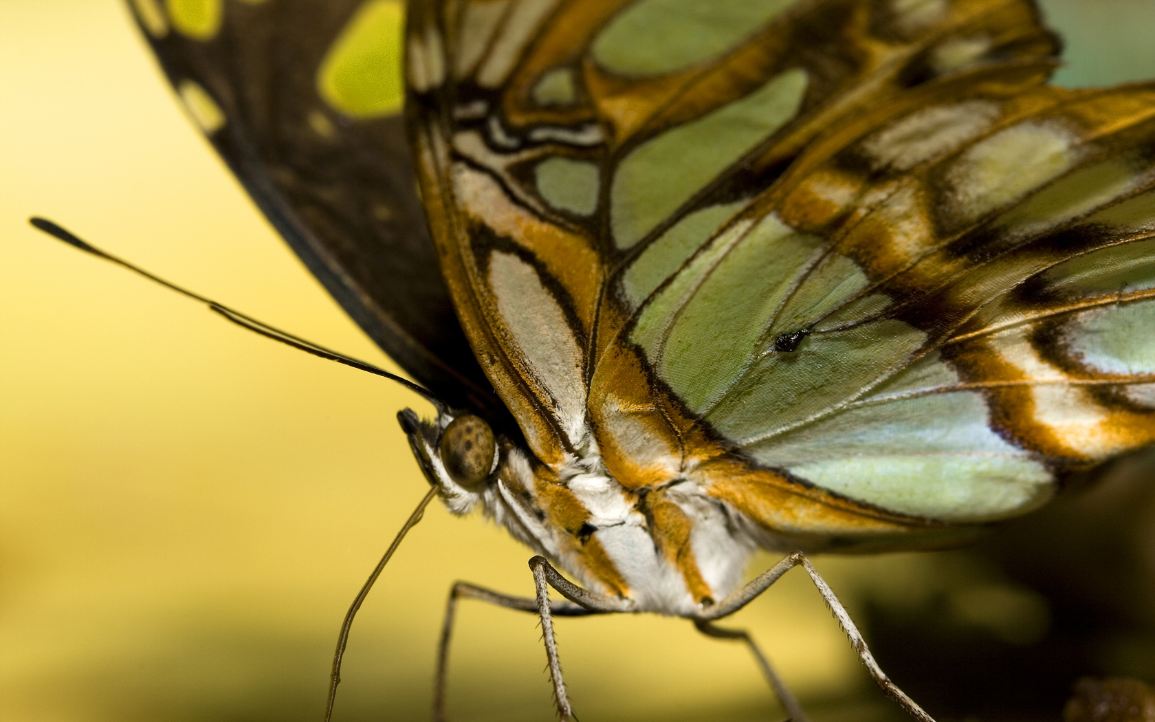 Free download wallpaper Butterfly, Animal on your PC desktop