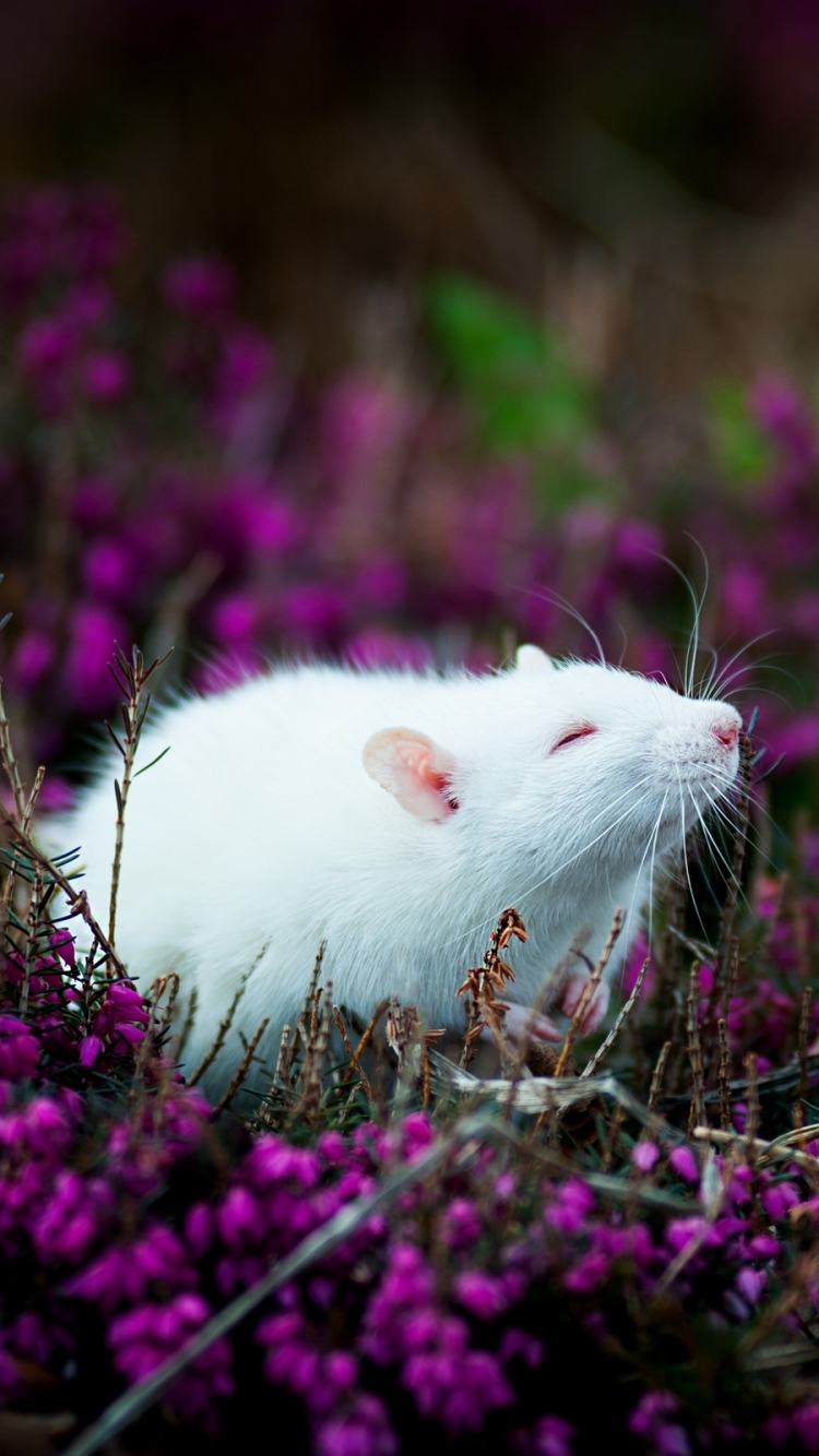 Téléchargez des papiers peints mobile Animaux, Souris gratuitement.