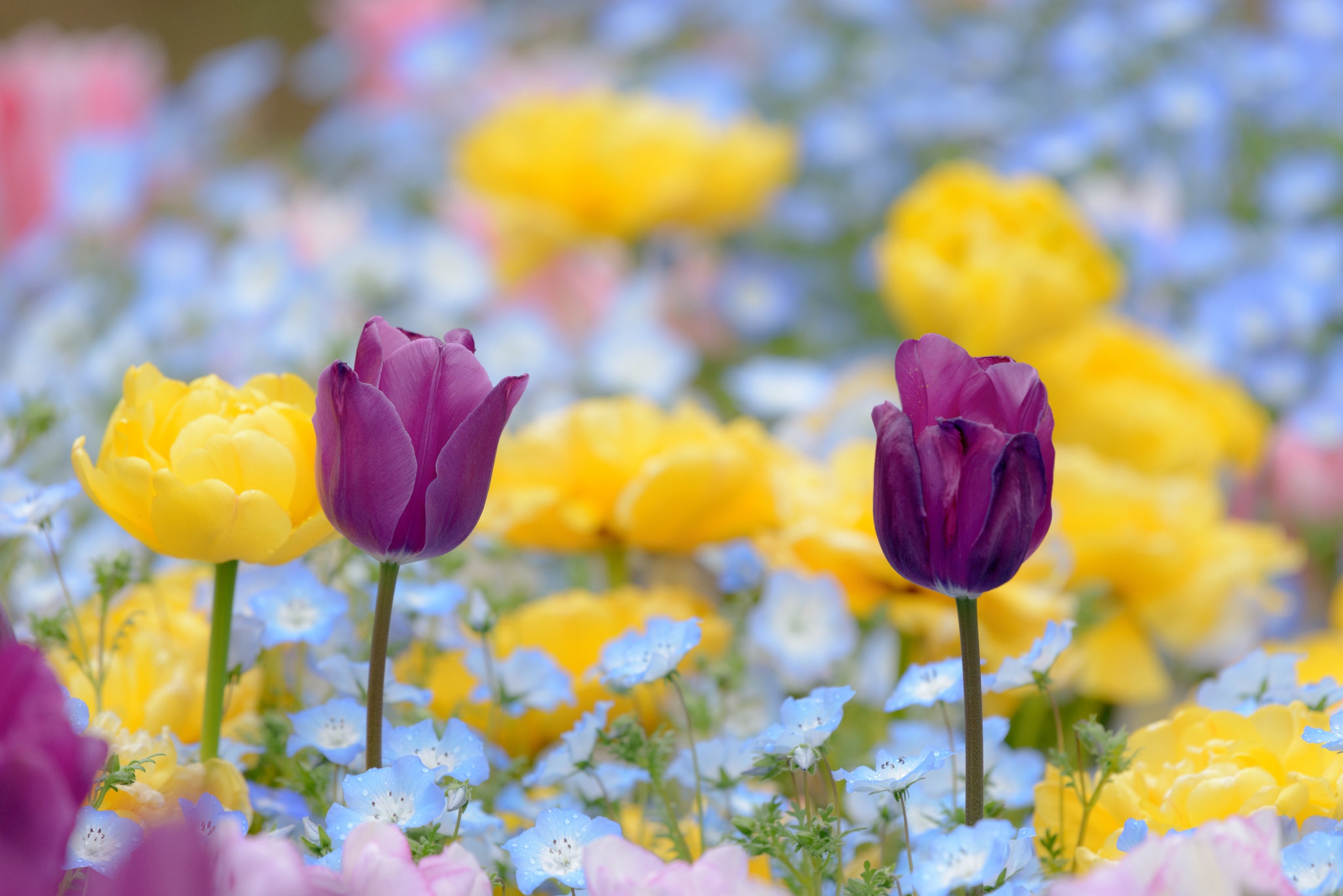 Laden Sie das Natur, Blumen, Sommer, Blume, Gelbe Blume, Lila Blume, Erde/natur, Tiefenschärfe, Blaue Blume-Bild kostenlos auf Ihren PC-Desktop herunter
