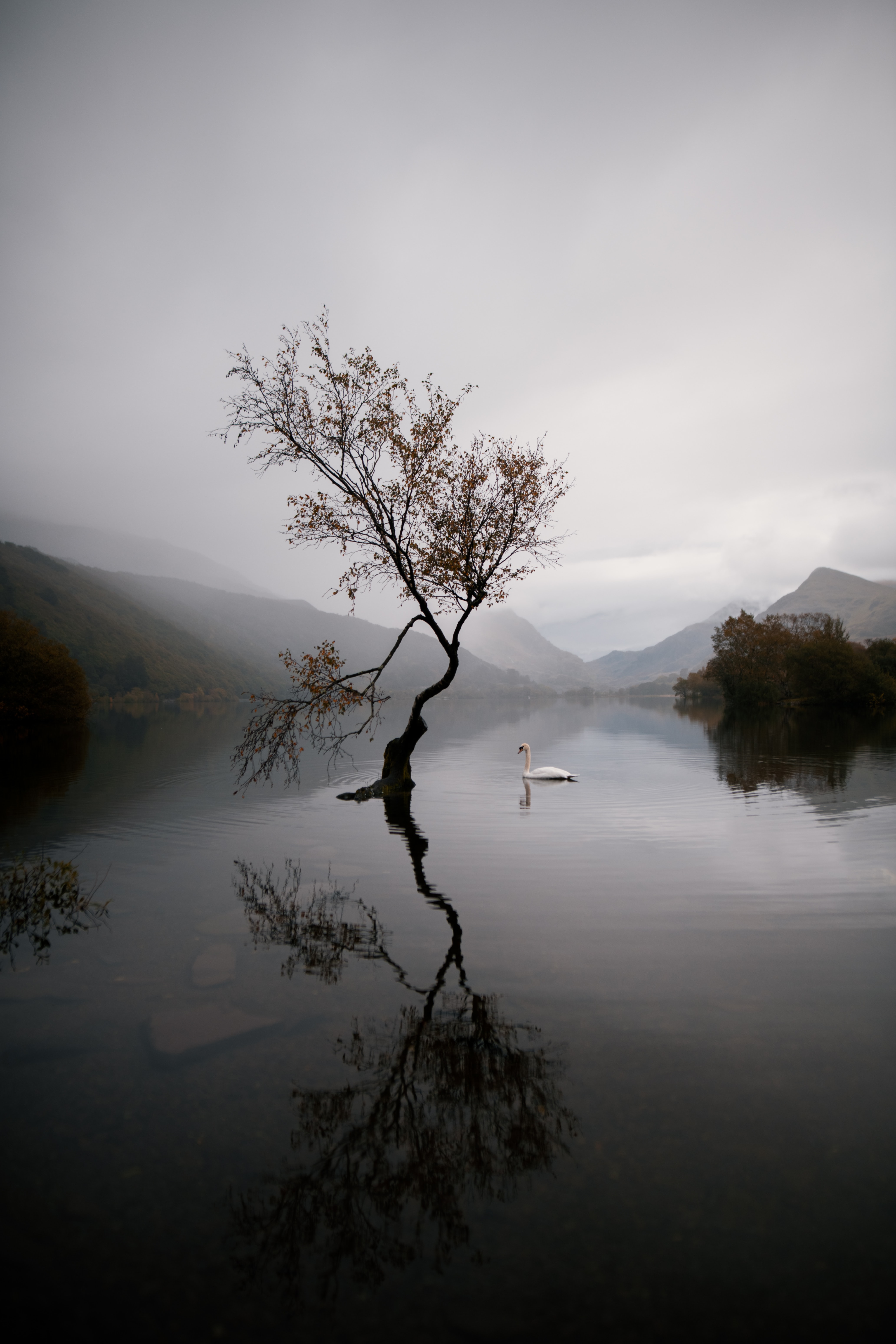 Free download wallpaper Nature, Autumn, Lake, Swan on your PC desktop