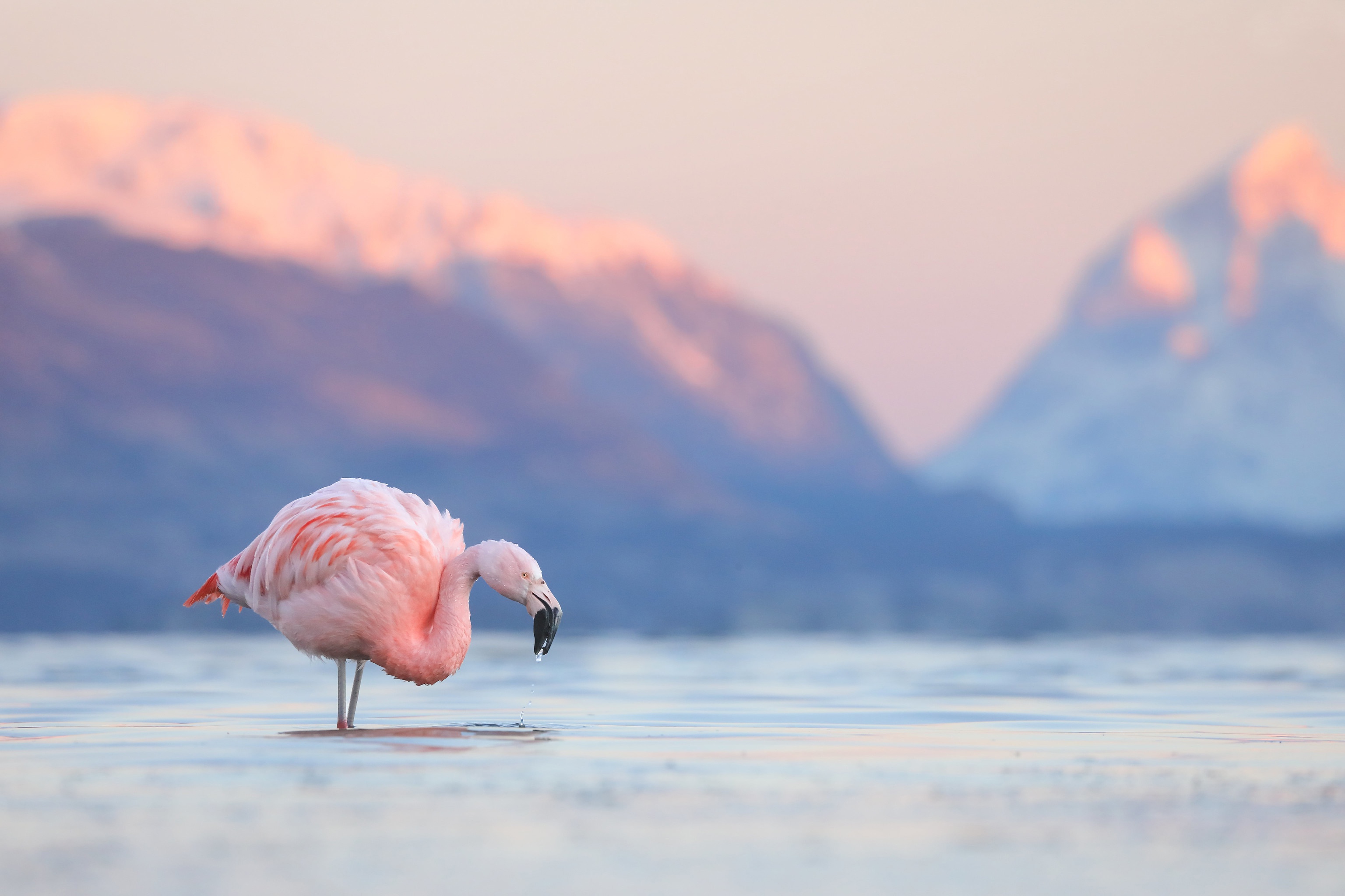 Download mobile wallpaper Birds, Flamingo, Mountain, Lake, Bird, Animal for free.