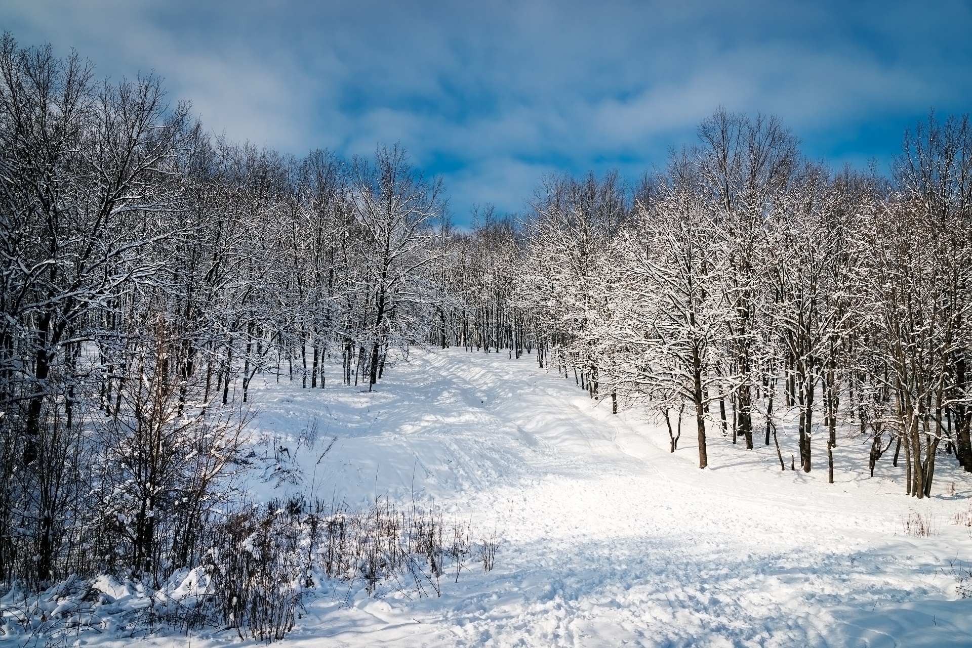 Скачать картинку Зима, Природа, Снег, Лес, Земля/природа в телефон бесплатно.