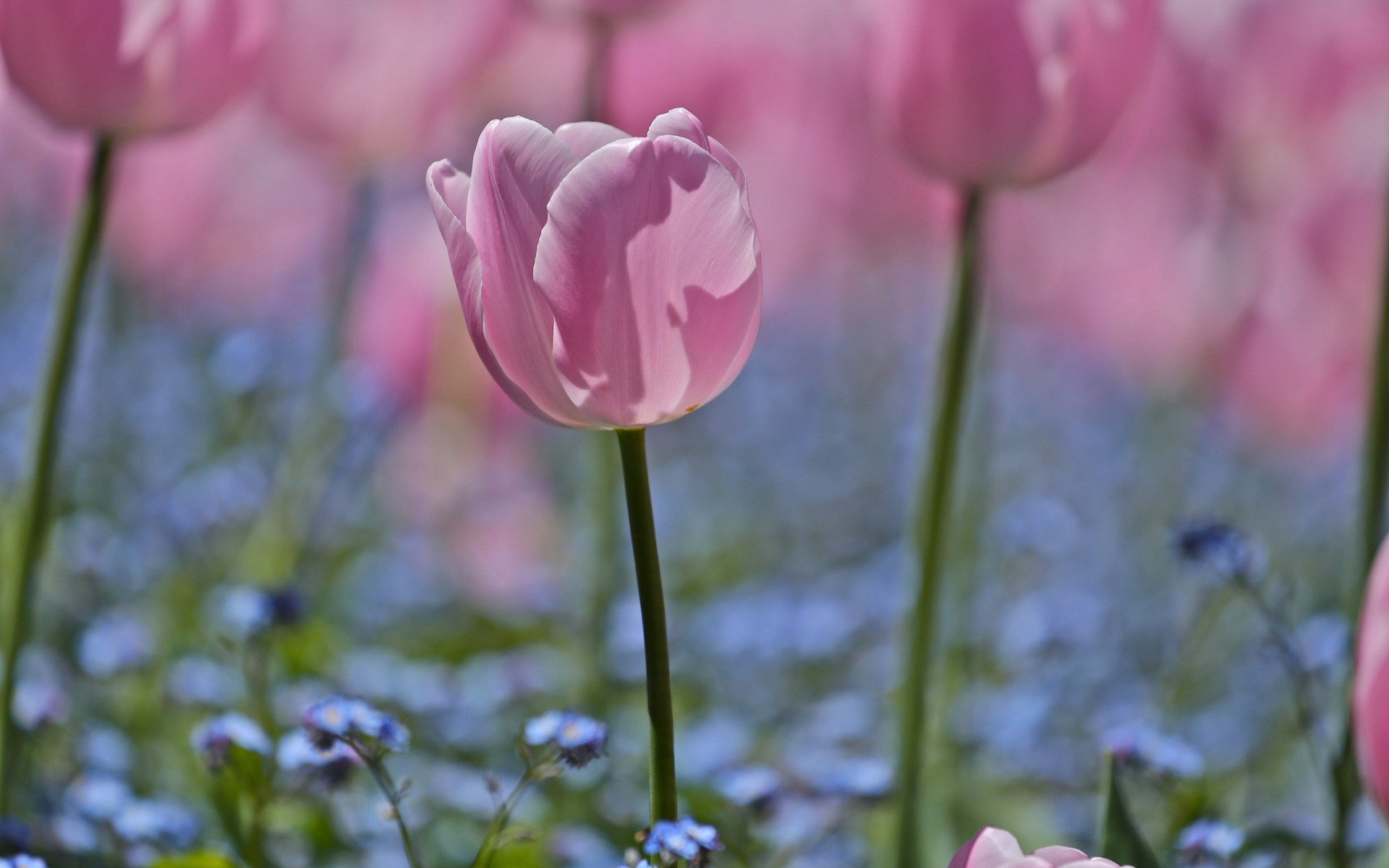 Descarga gratuita de fondo de pantalla para móvil de Tulipán, Flores, Tierra/naturaleza.