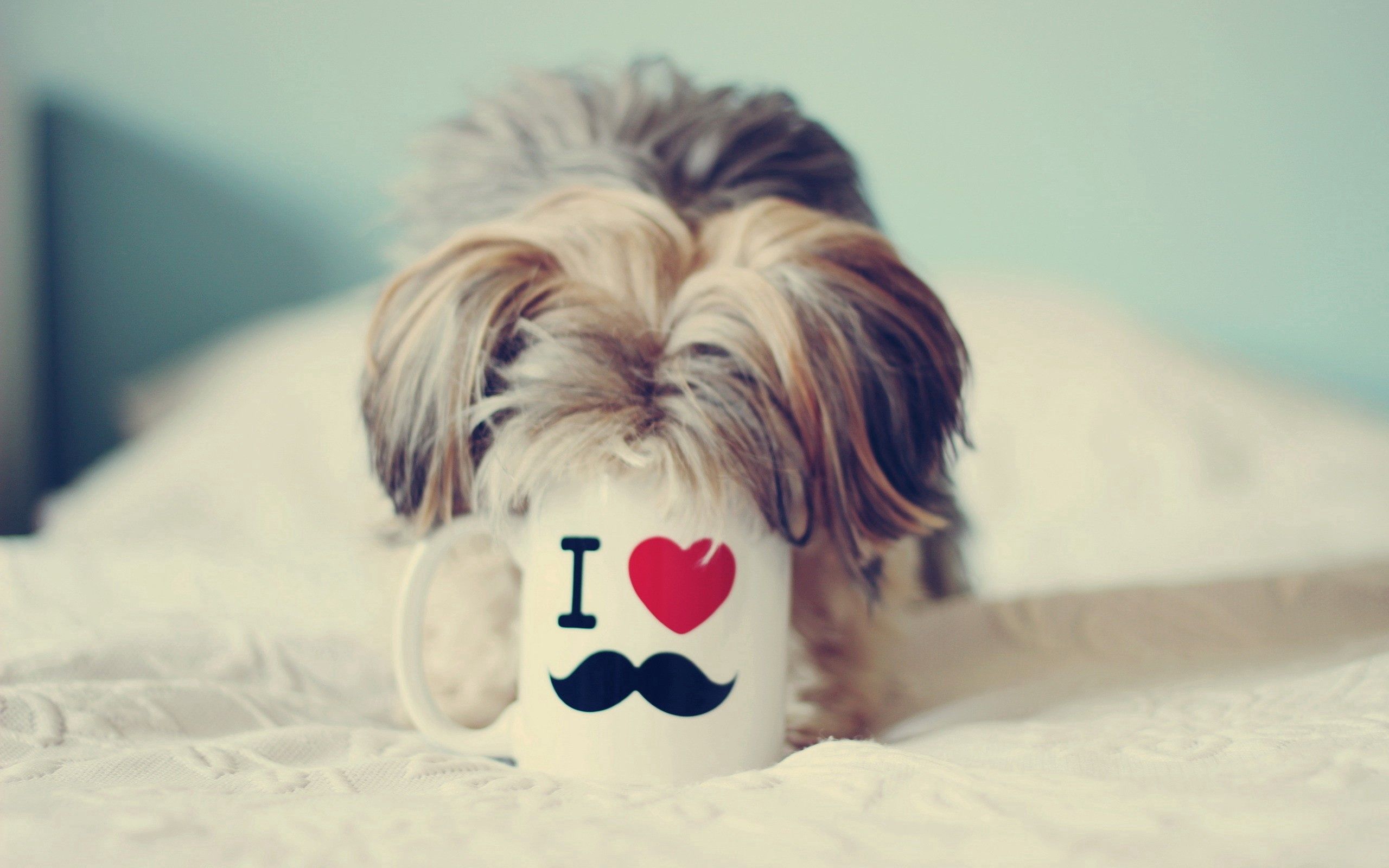animals, dog, muzzle, cup, yorkshire terrier, curiosity