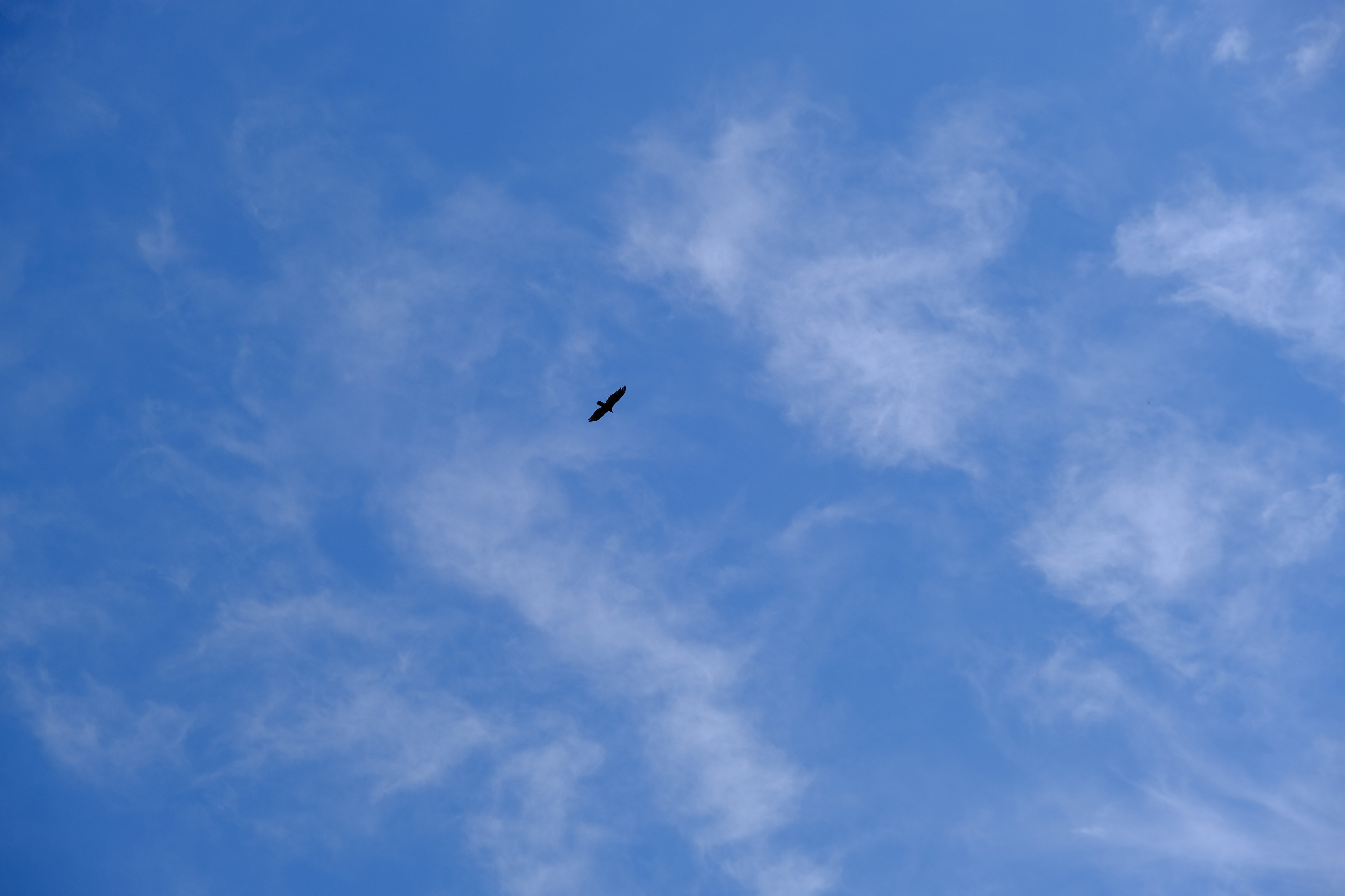 99732 скачать картинку животные, небо, птица, крылья, вид снизу - обои и заставки бесплатно