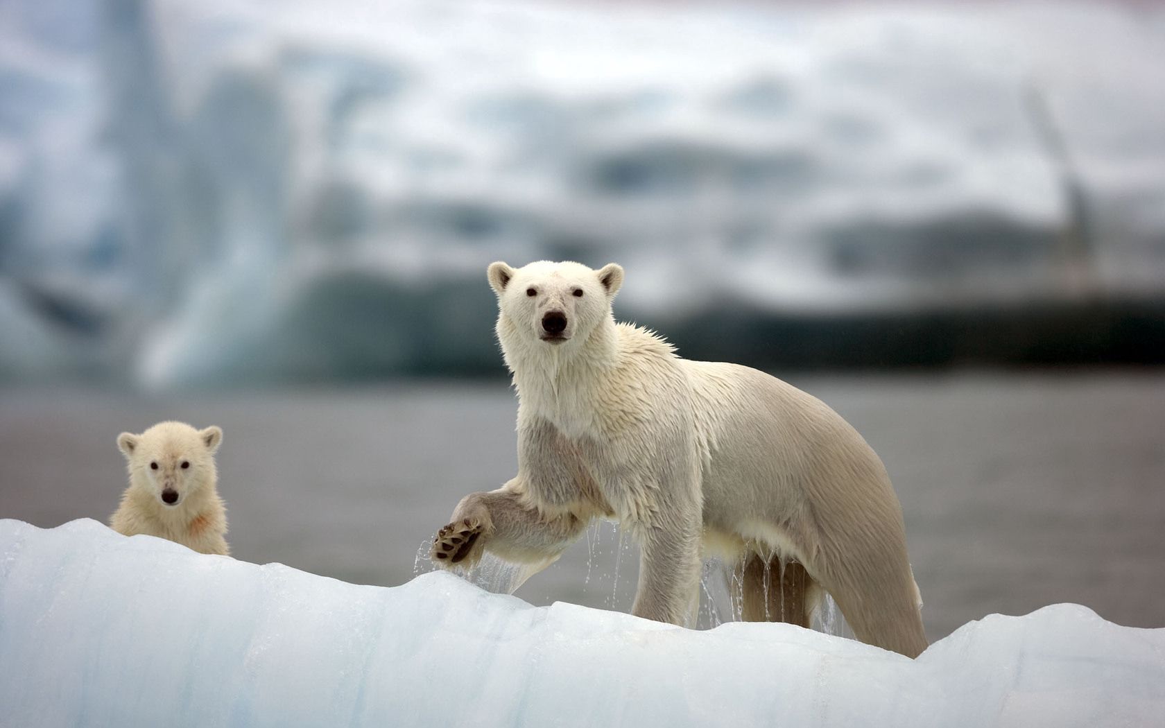 63687 baixar papel de parede animais, neve, passeio, passear, uma família, família, ártico, ursos brancos, ursos polares - protetores de tela e imagens gratuitamente