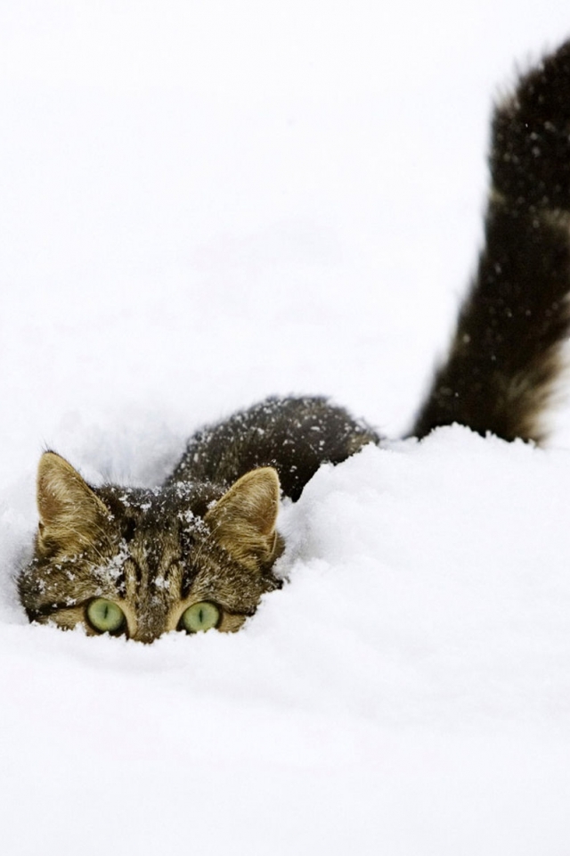 Download mobile wallpaper Cats, Snow, Cat, Animal, Hiding, Tabby Cat for free.