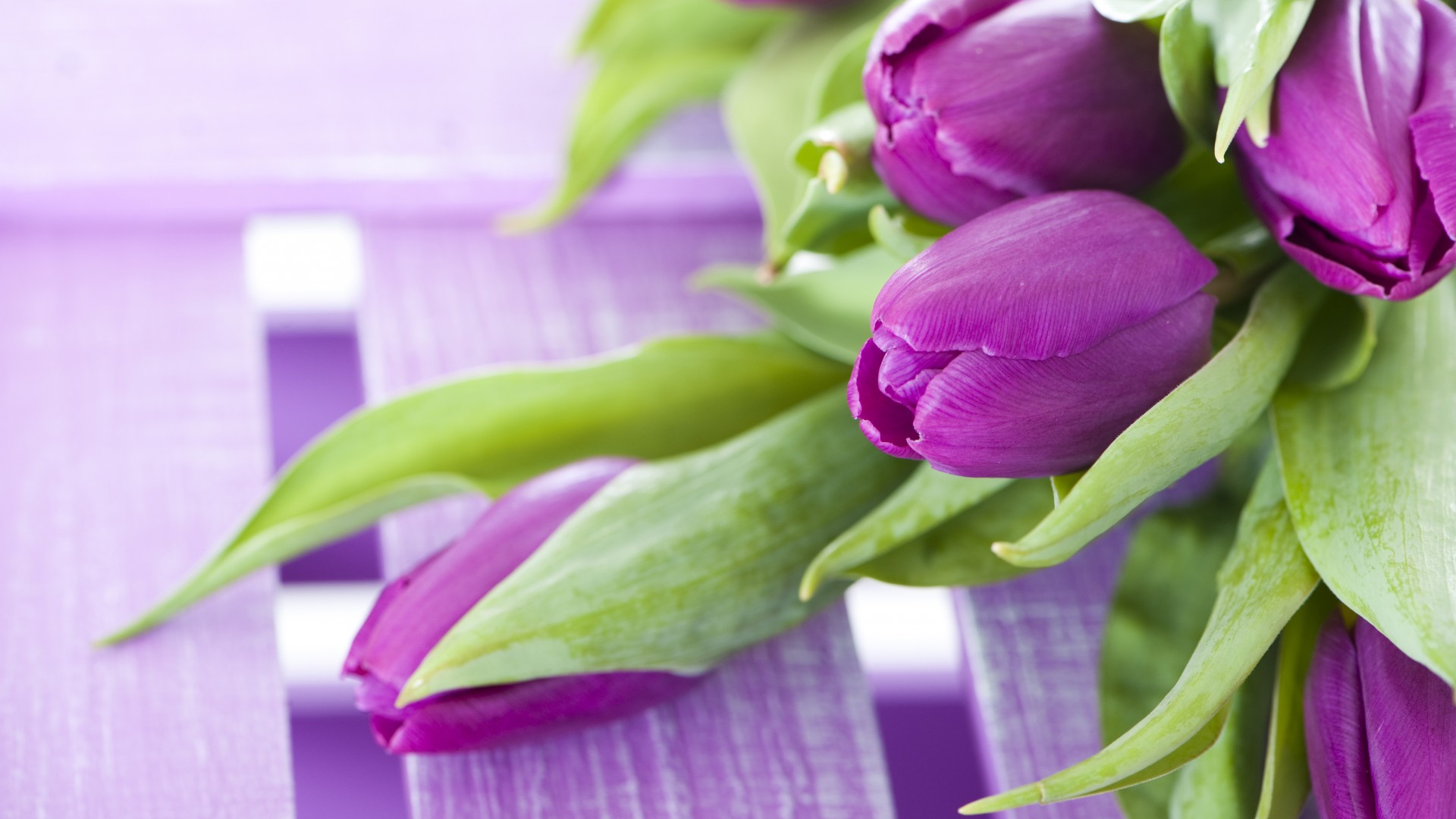 無料モバイル壁紙チューリップ, 花, 地球, 紫色の花をダウンロードします。