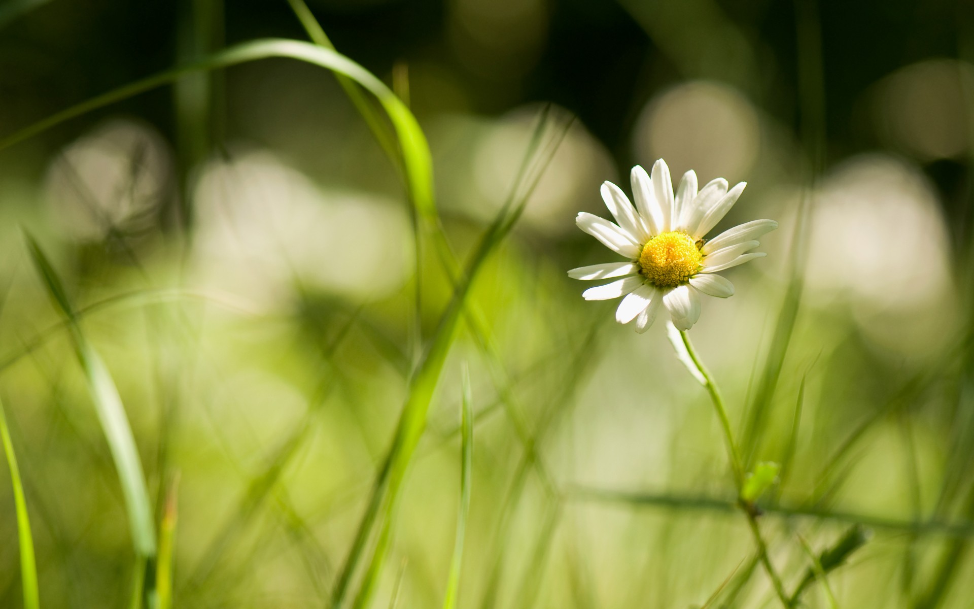 Handy-Wallpaper Blume, Erde/natur kostenlos herunterladen.