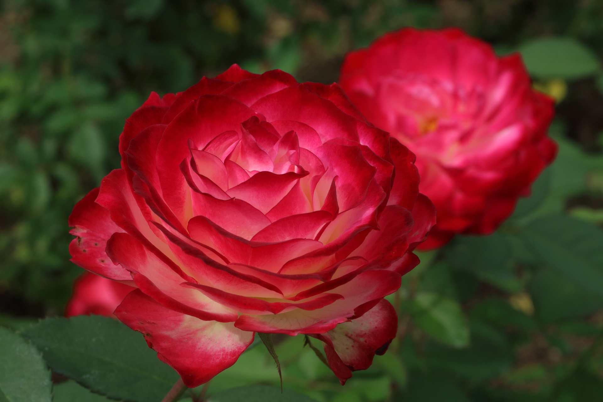 Скачать обои бесплатно Роза, Лепесток, Красная Роза, Красный Цветок, Земля/природа, Флауэрсы картинка на рабочий стол ПК