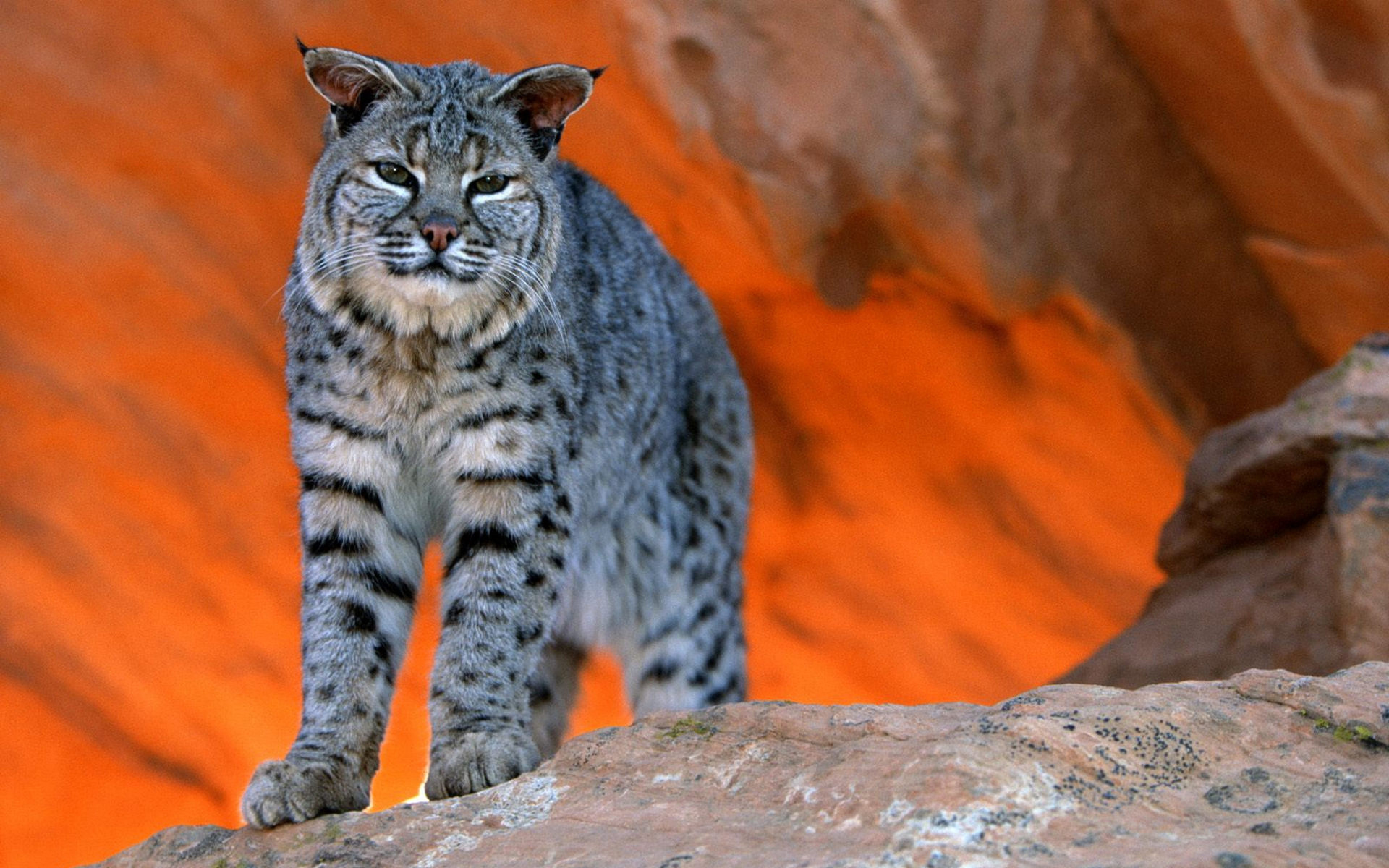 Descarga gratuita de fondo de pantalla para móvil de Lince, Gatos, Animales.