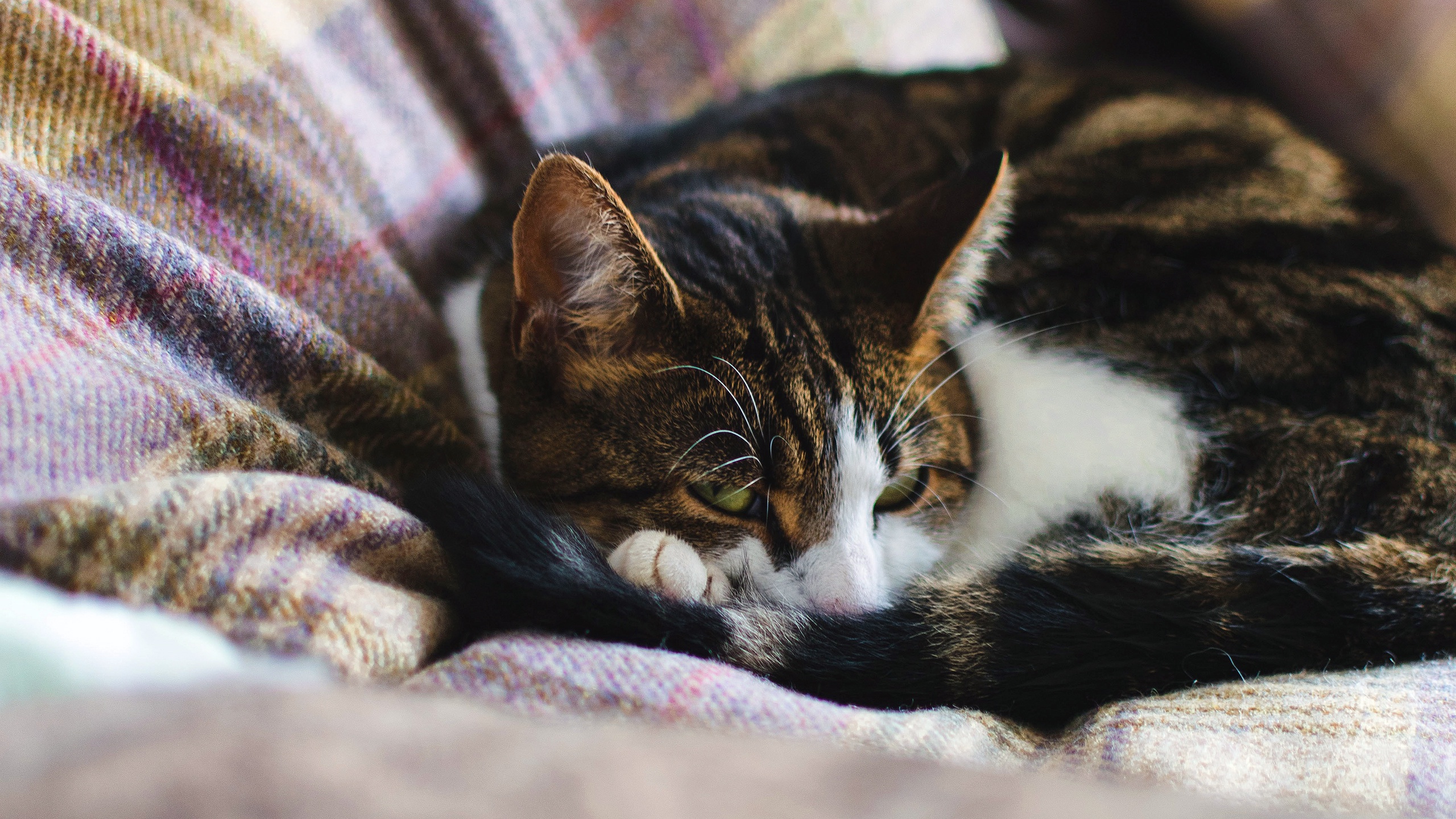 Baixar papel de parede para celular de Animais, Gatos, Gato gratuito.