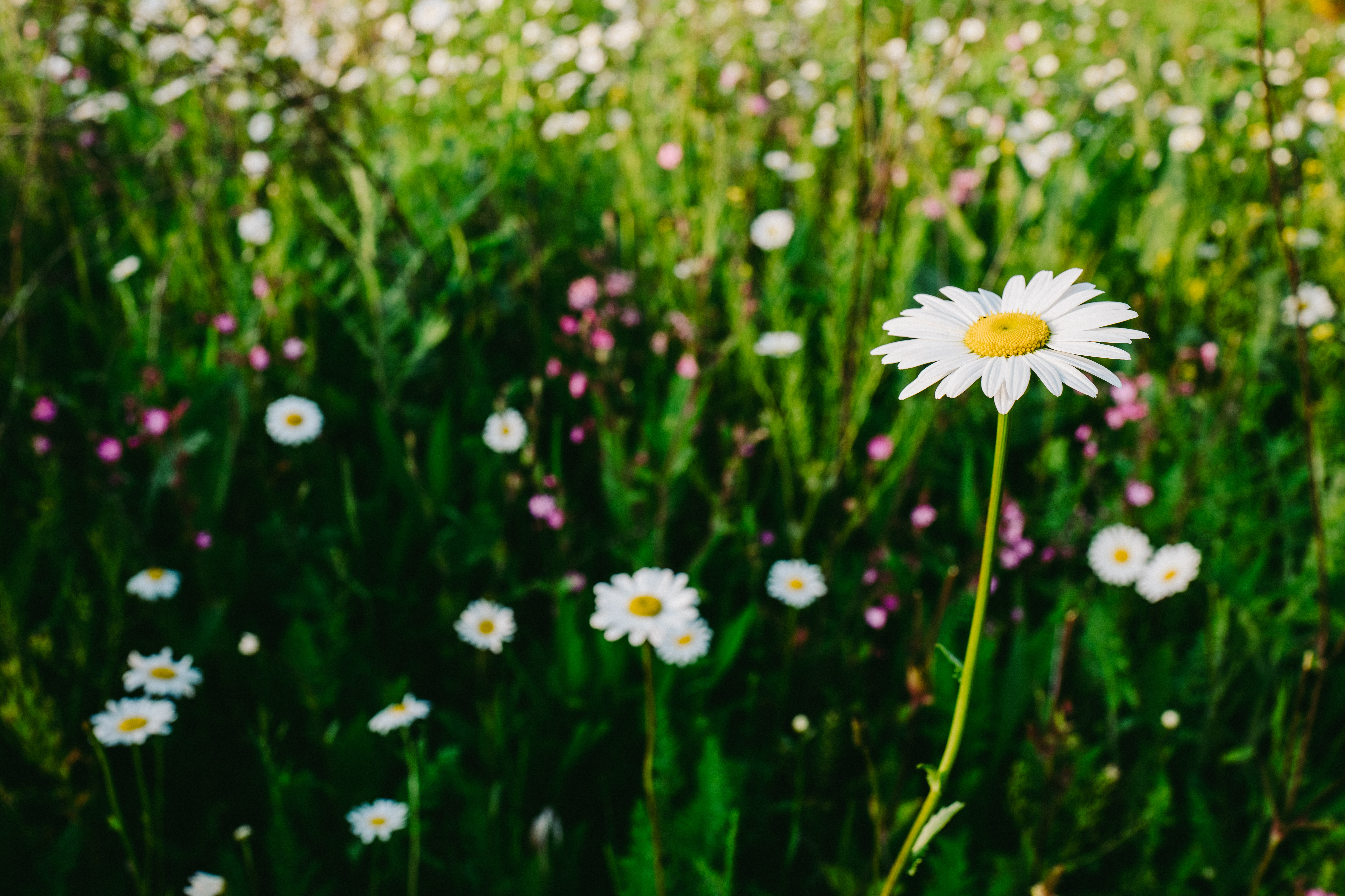 Laden Sie das Kamille, Glatt, Unschärfe, Blumen, Feld, Sommer-Bild kostenlos auf Ihren PC-Desktop herunter