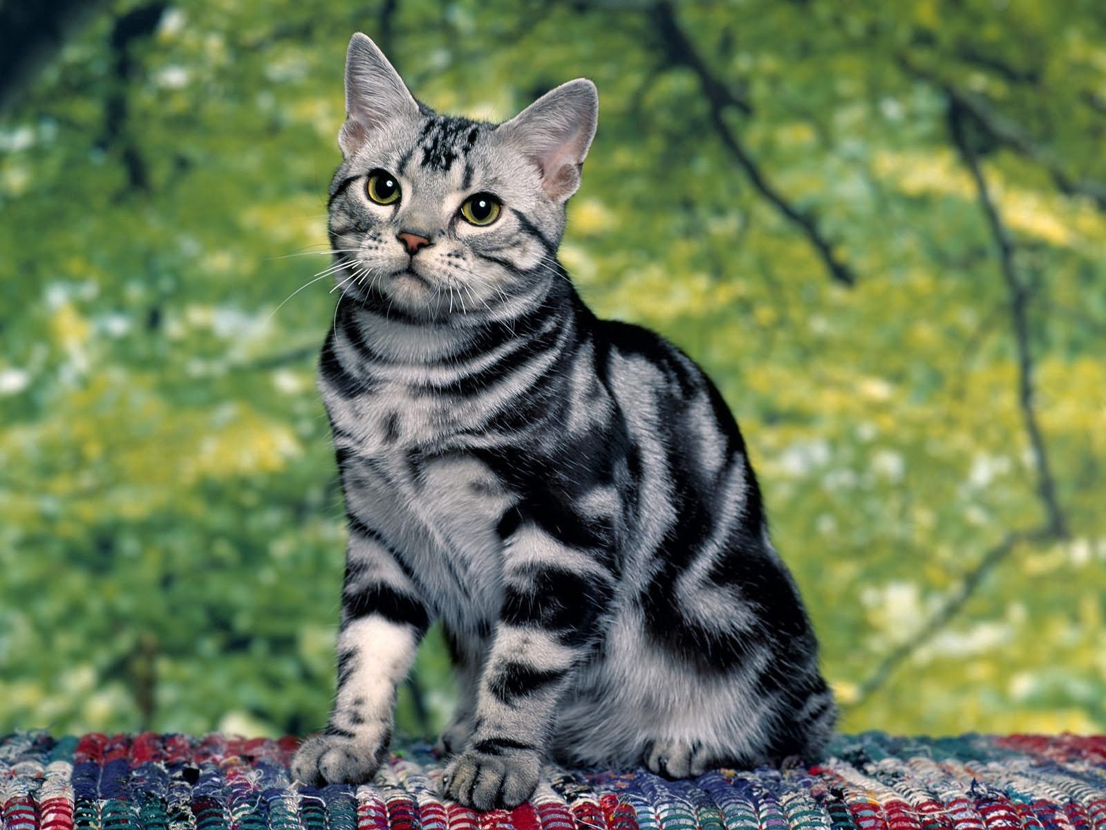 kitty, kitten, animals, sit, striped HD wallpaper