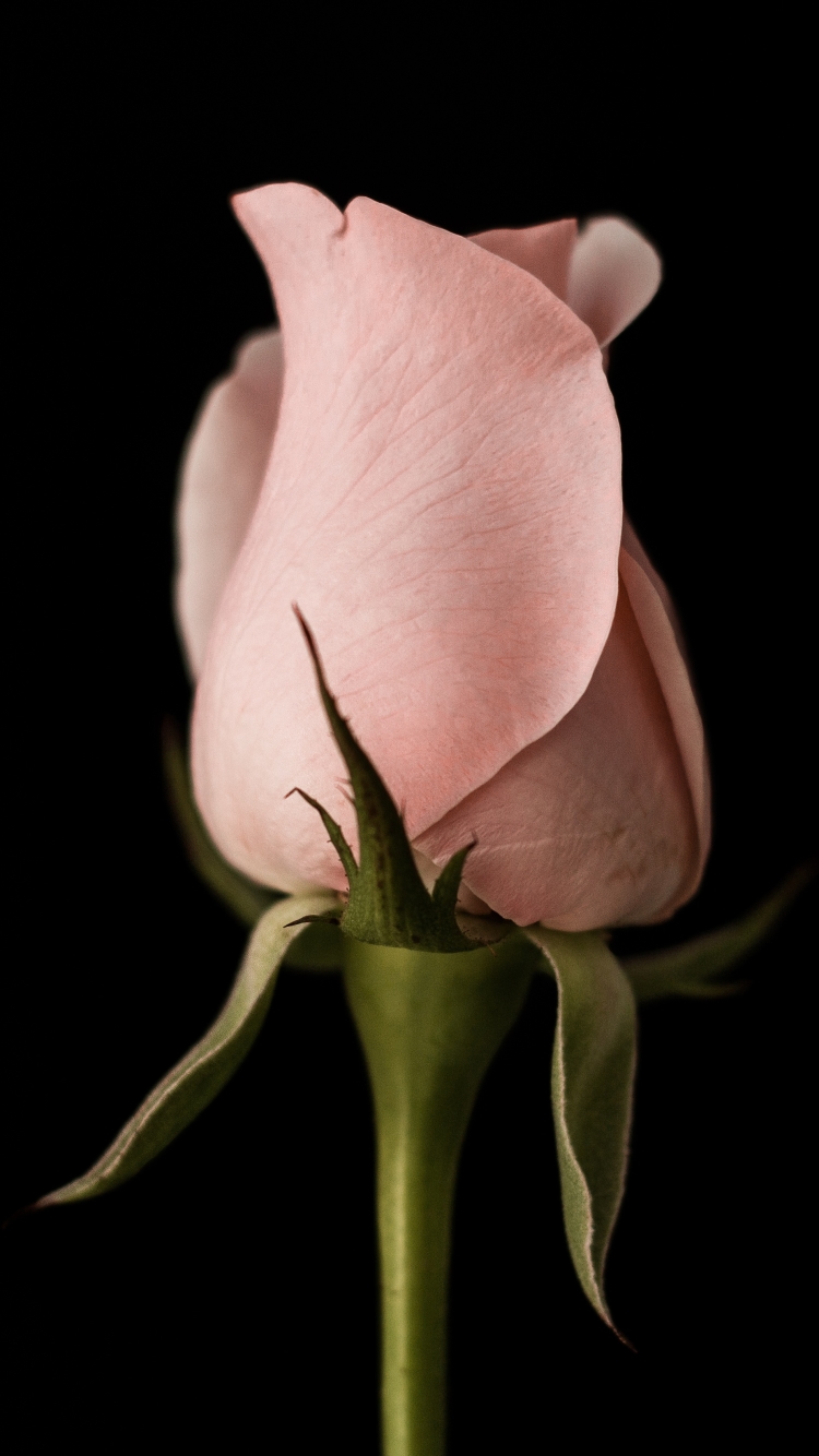 Скачати мобільні шпалери Квітка, Роза, Земля, Рожева Квітка, Бутон Троянди, Флауерзи безкоштовно.