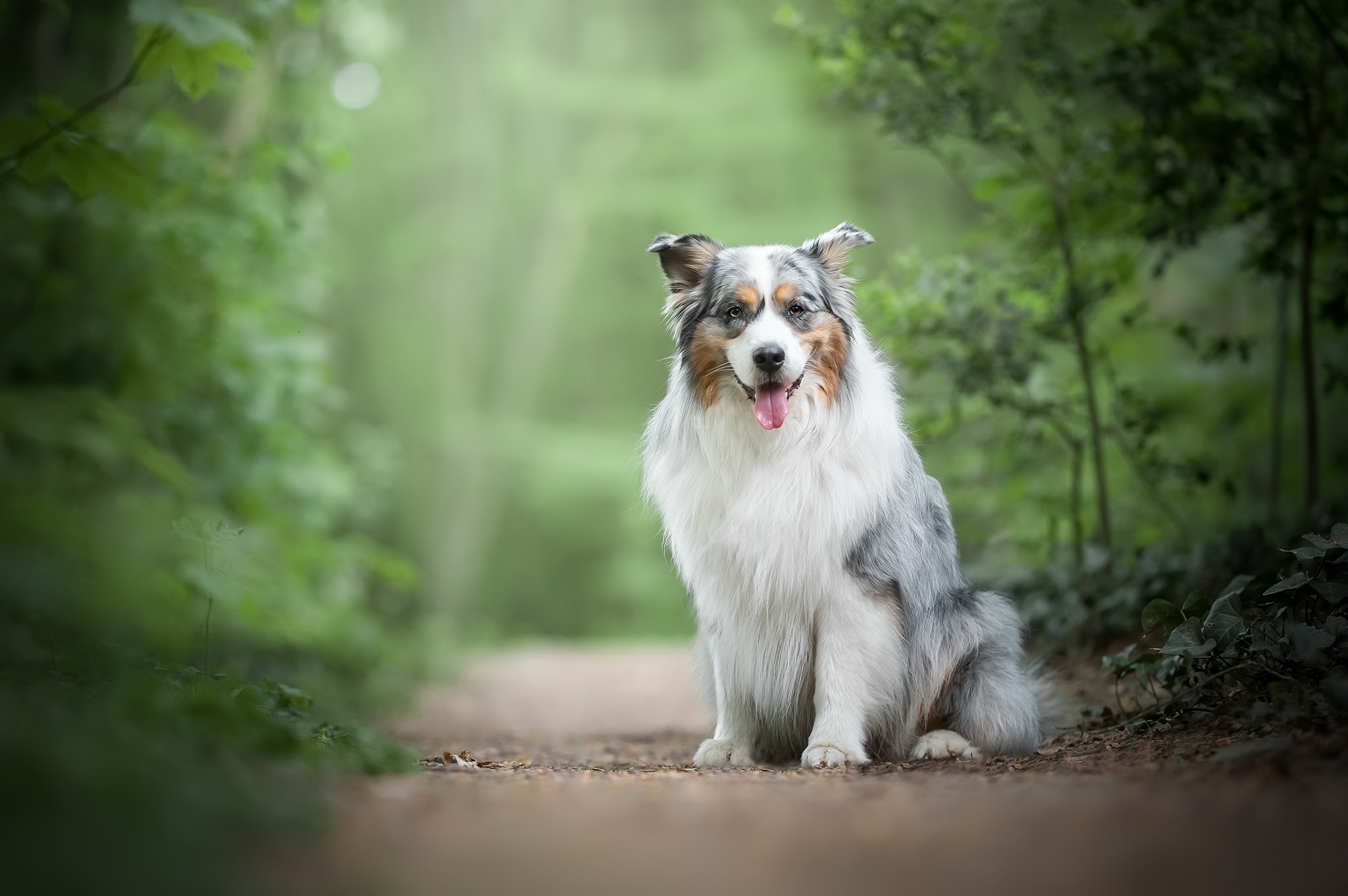 Descarga gratuita de fondo de pantalla para móvil de Animales, Perros, Perro, Pastor Australiano, Profundidad De Campo.