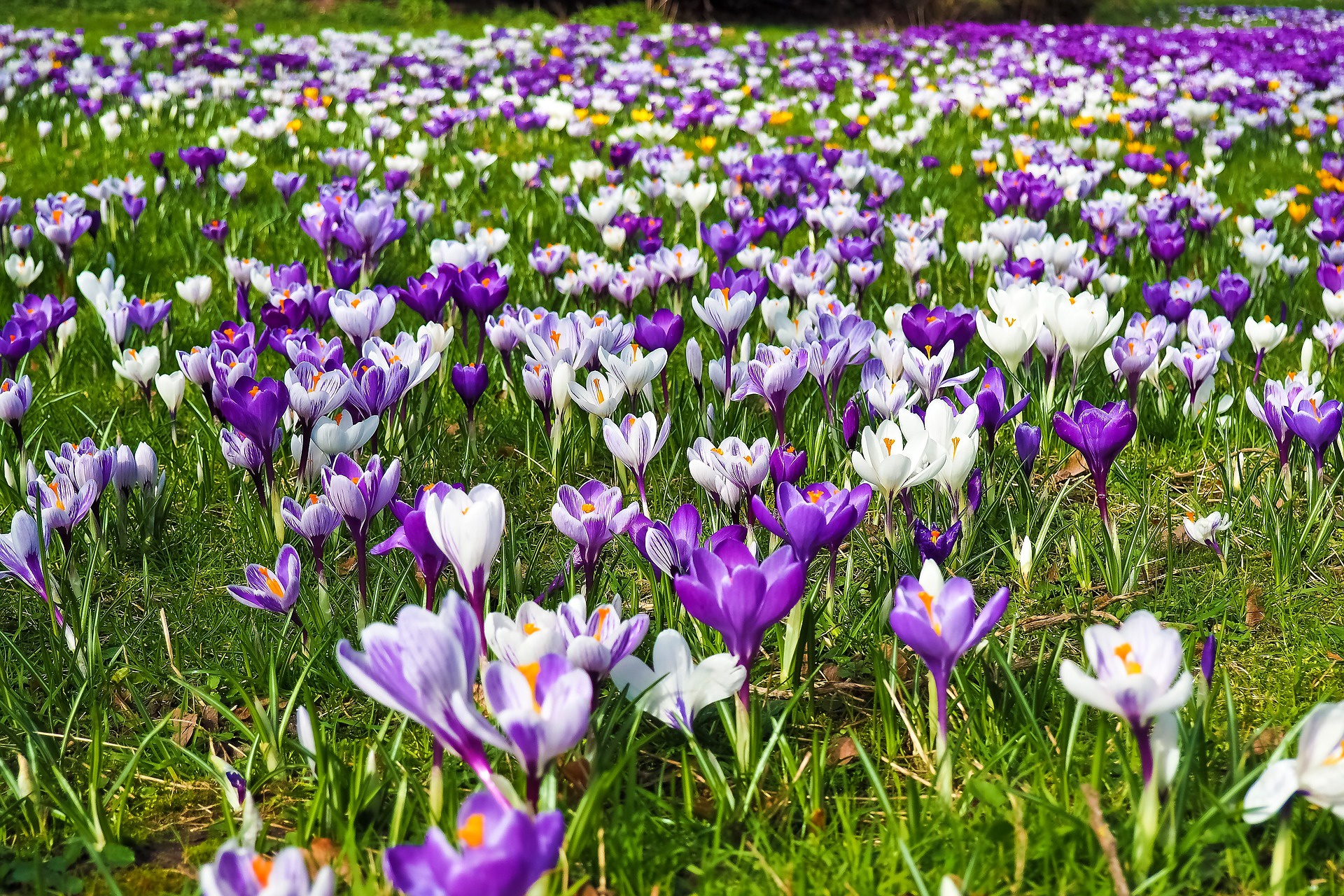 PCデスクトップに自然, フラワーズ, 花, 地球, クロッカス, 白い花, 紫色の花画像を無料でダウンロード