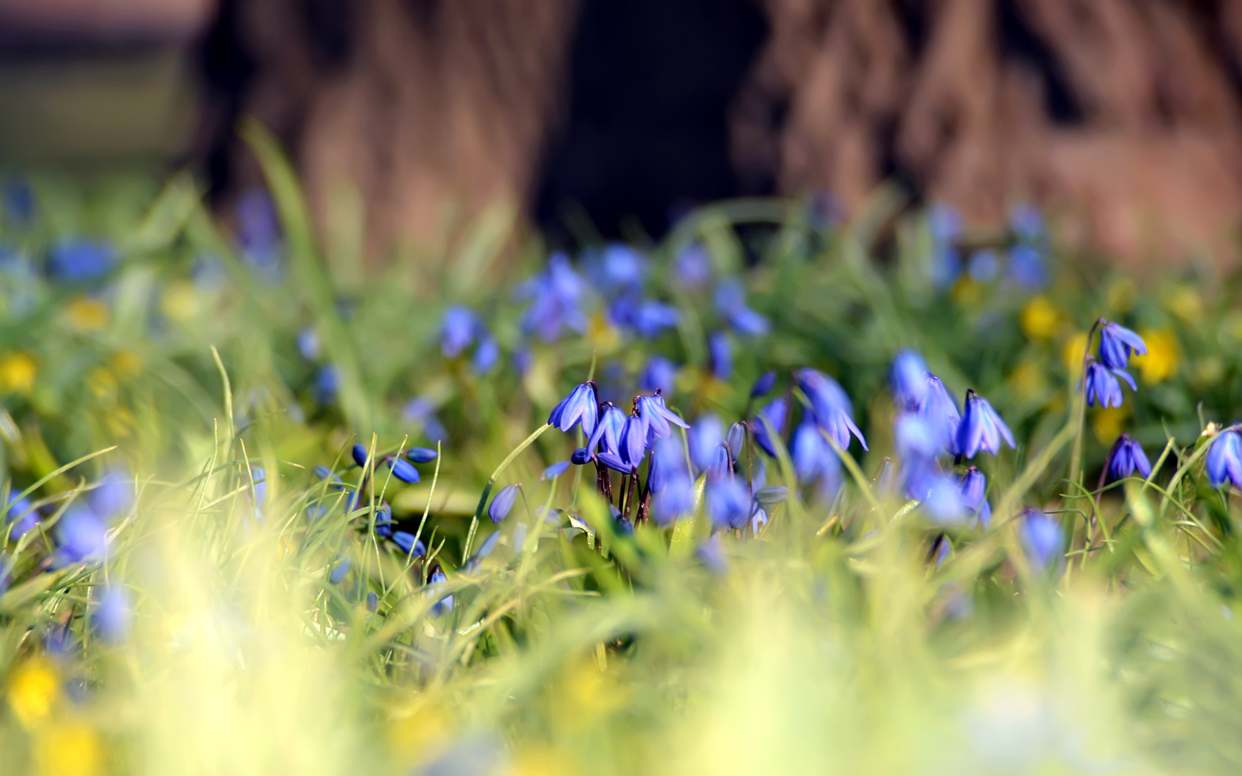 Téléchargez gratuitement l'image Fleurs, Fleur, Terre/nature sur le bureau de votre PC