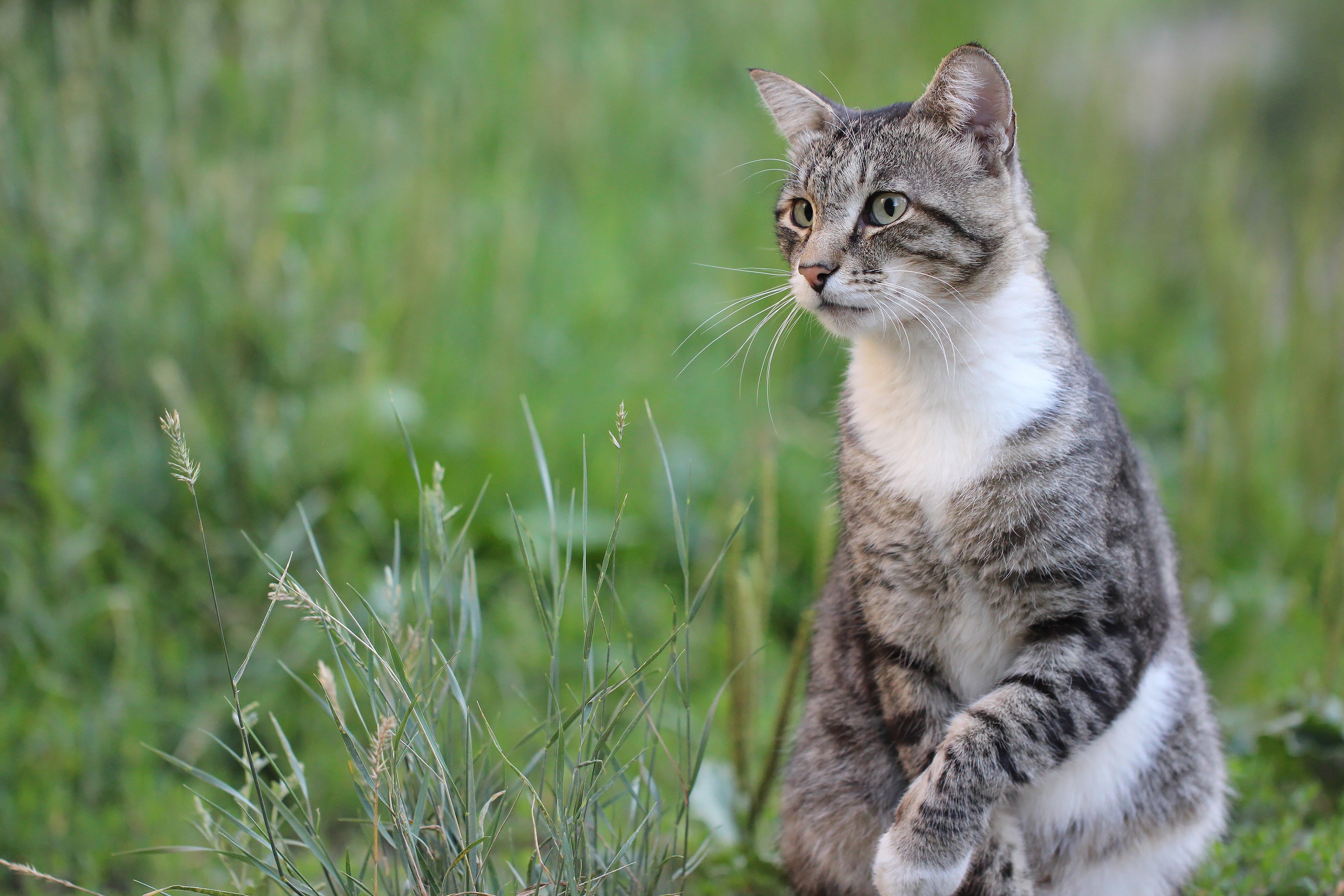 Descarga gratis la imagen Animales, Gatos, Gato en el escritorio de tu PC