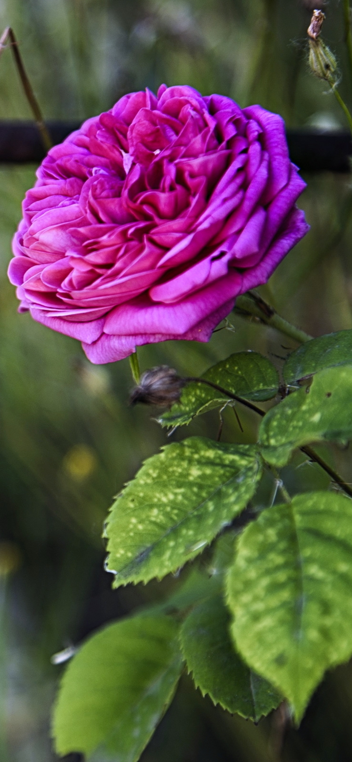 Descarga gratuita de fondo de pantalla para móvil de Flores, Rosa, Flor, Primavera, Tierra/naturaleza, Rosa Rosada.