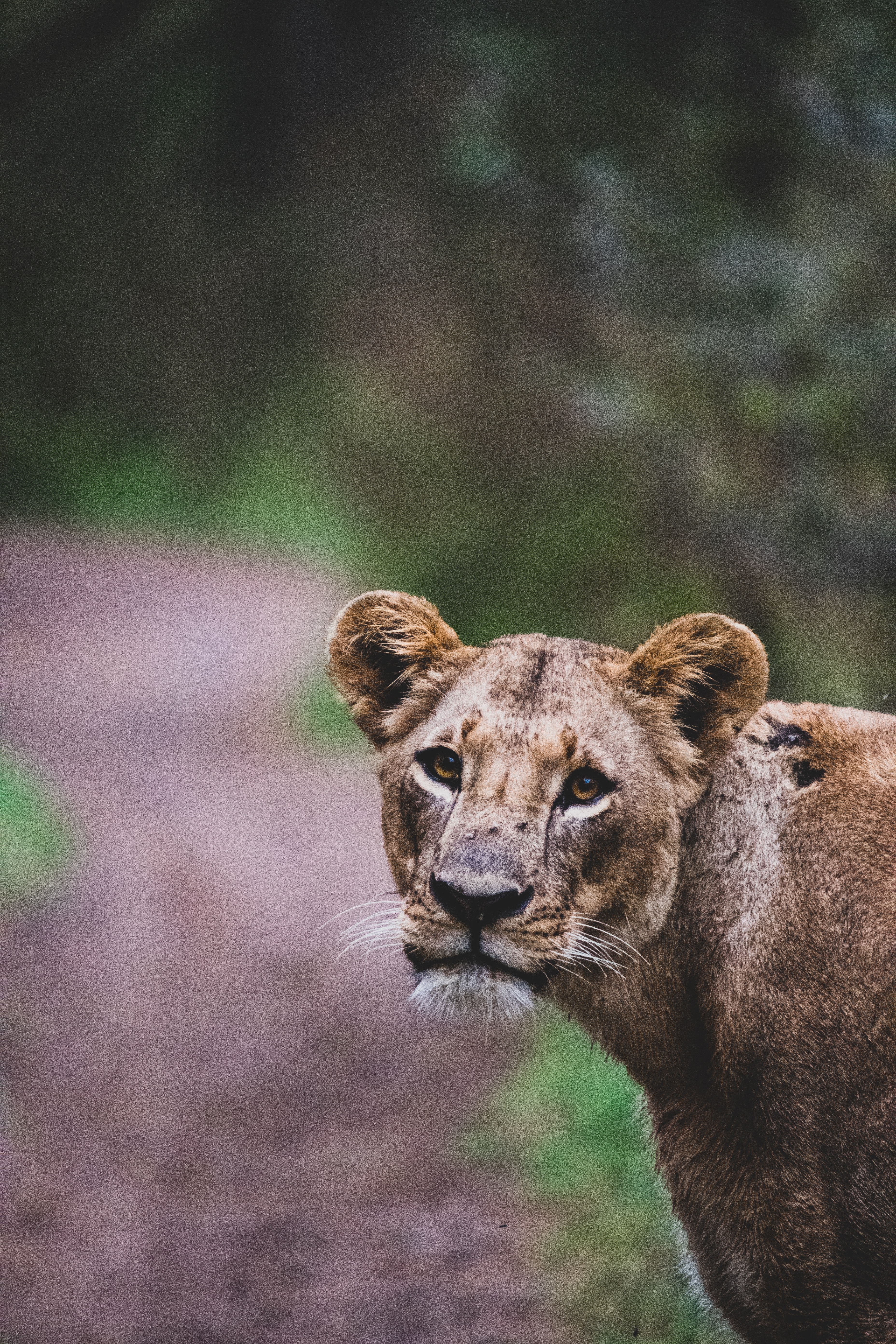 lioness, opinion, animals, lion, predator, big cat, sight, wildlife HD wallpaper