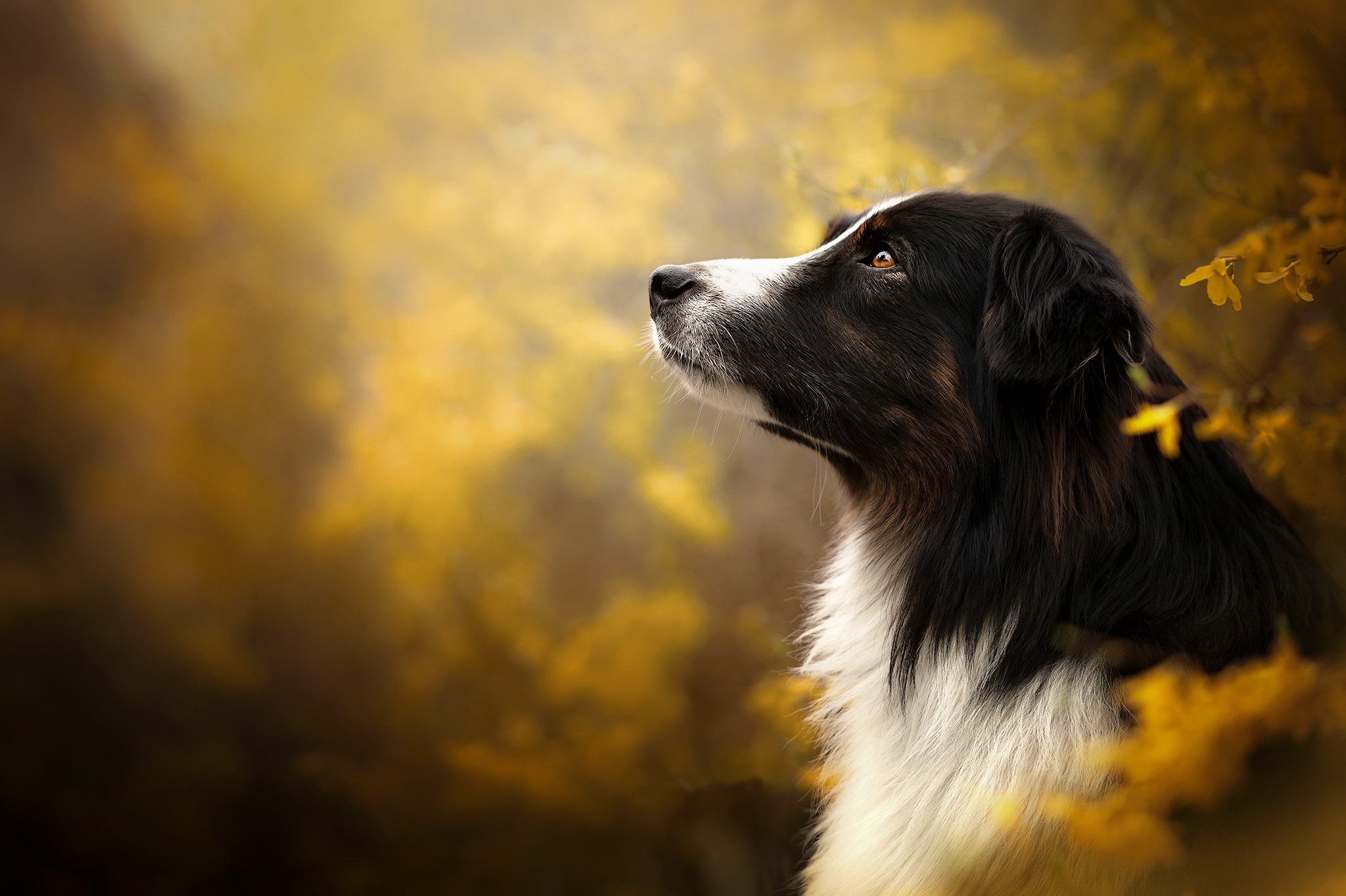 Download mobile wallpaper Dogs, Dog, Animal, English Shepherd, Depth Of Field for free.