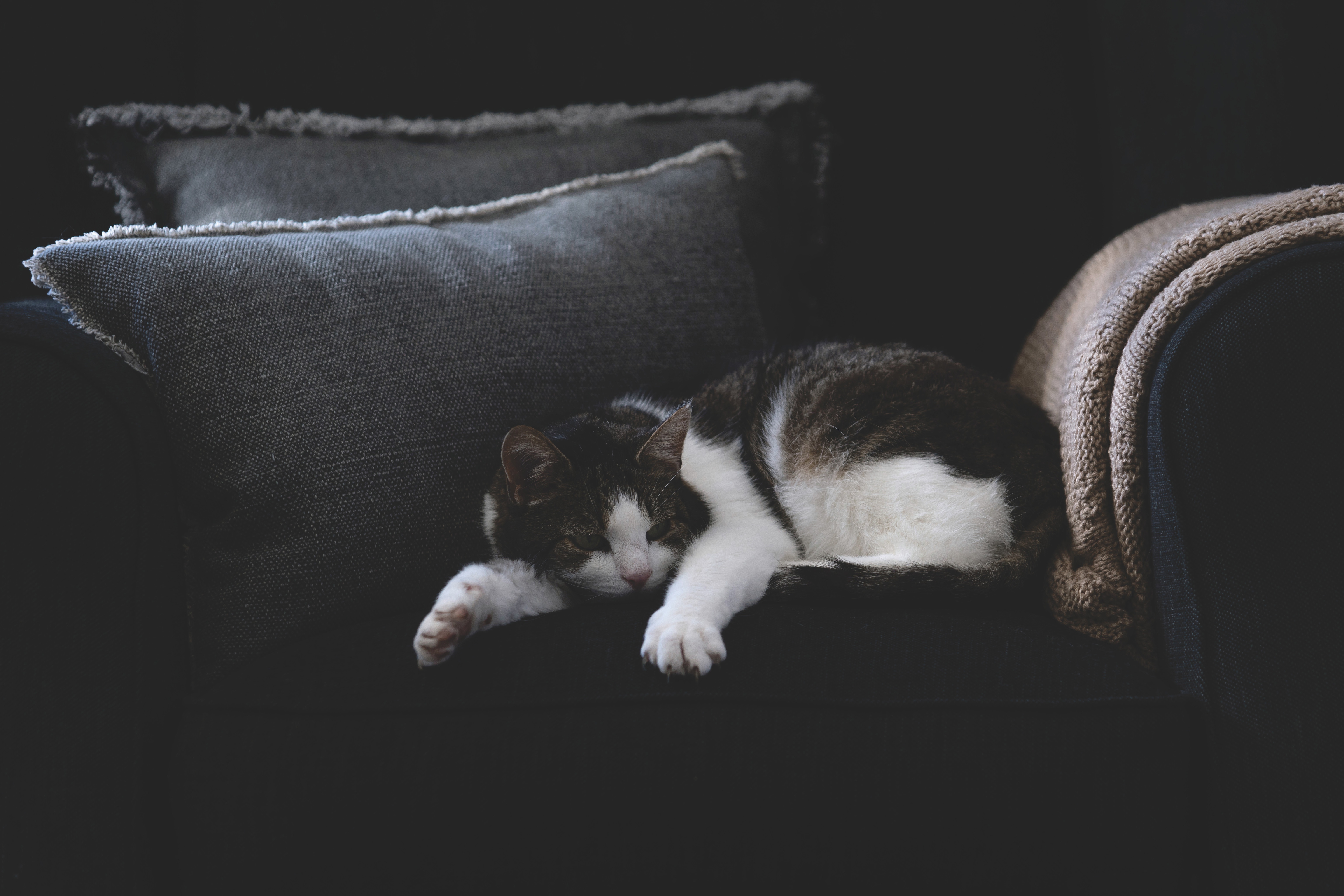 Baixe gratuitamente a imagem Animais, Gatos, Gato na área de trabalho do seu PC