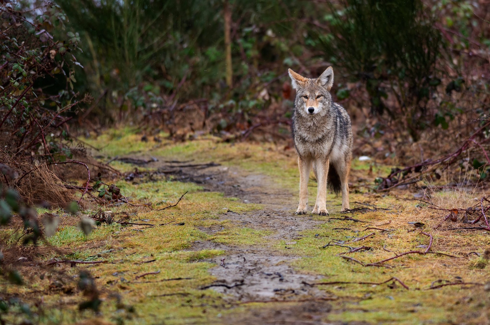 Download mobile wallpaper Animal, Coyote for free.