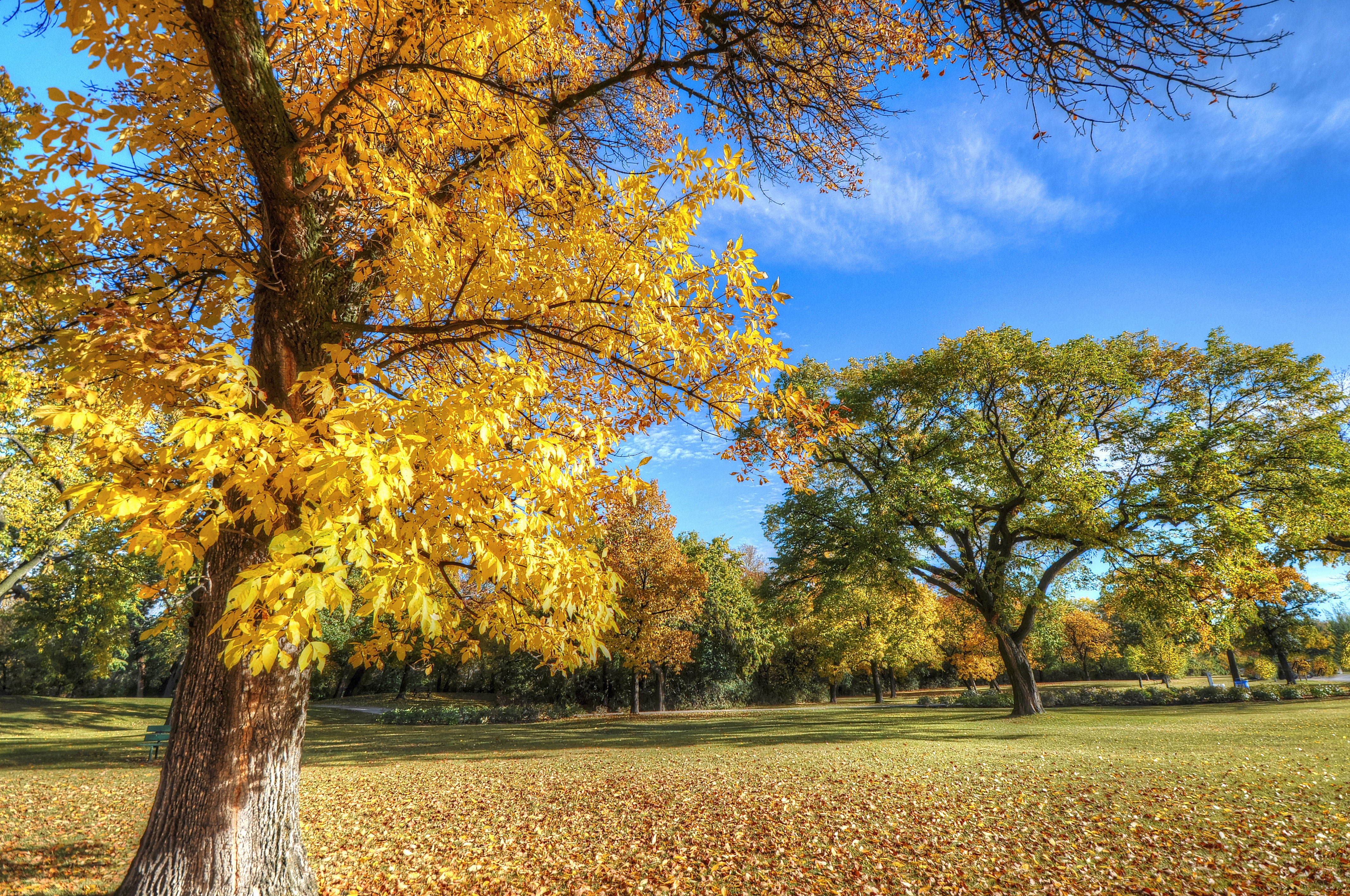 153164 скачать картинку осень, листва, природа, деревья, парк - обои и заставки бесплатно