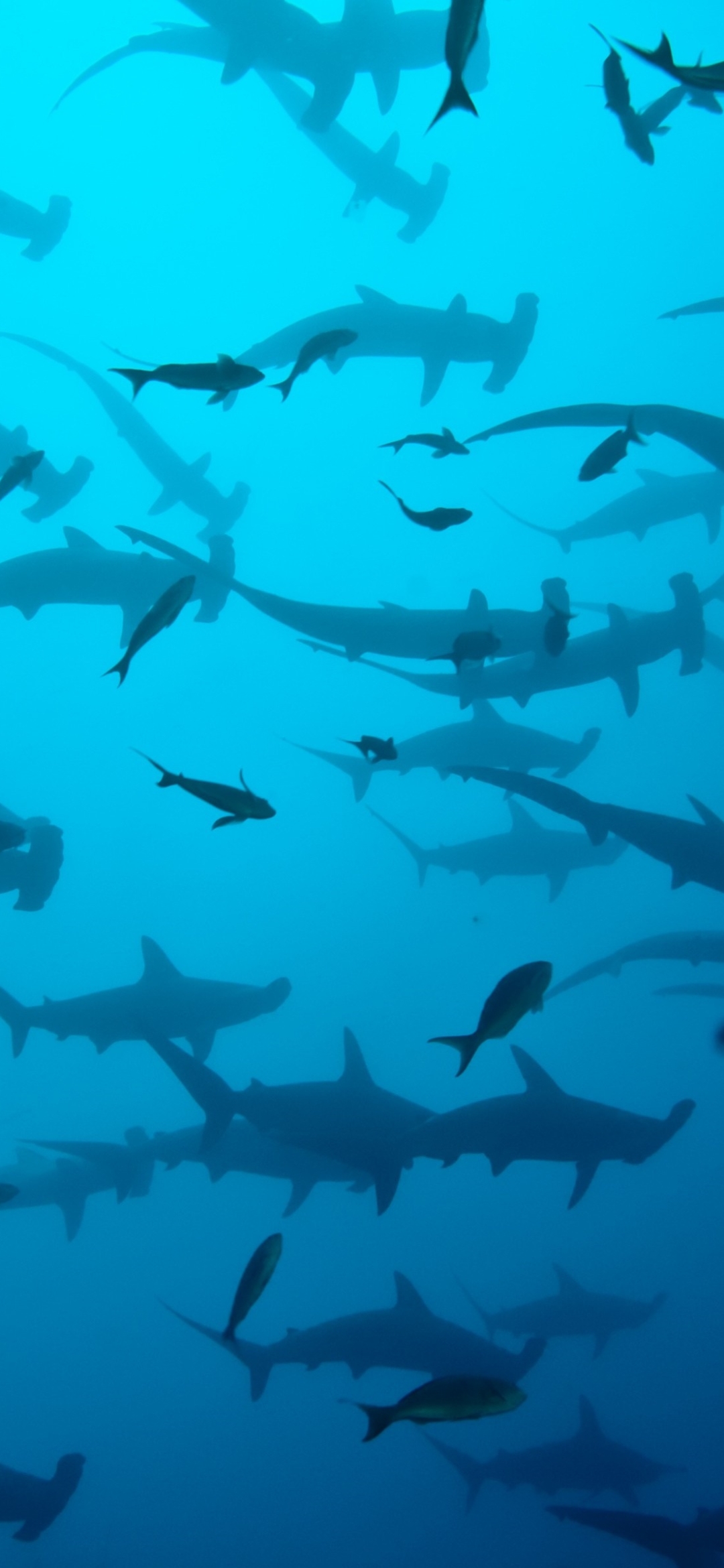 1180762 télécharger le fond d'écran animaux, requin marteau, requin, sous marin, sous l'eau, les requins - économiseurs d'écran et images gratuitement