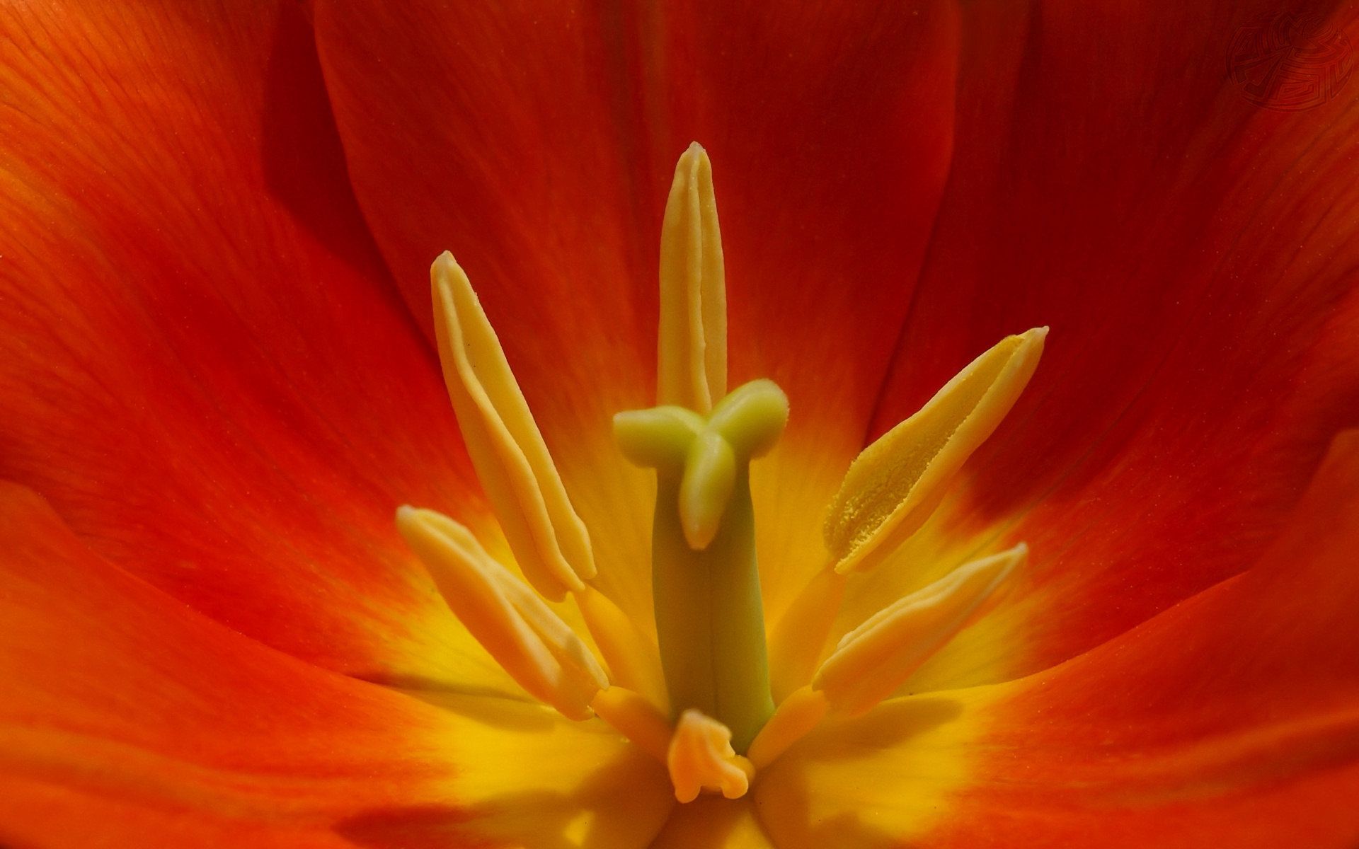Free download wallpaper Macro, Tulip, Flower on your PC desktop