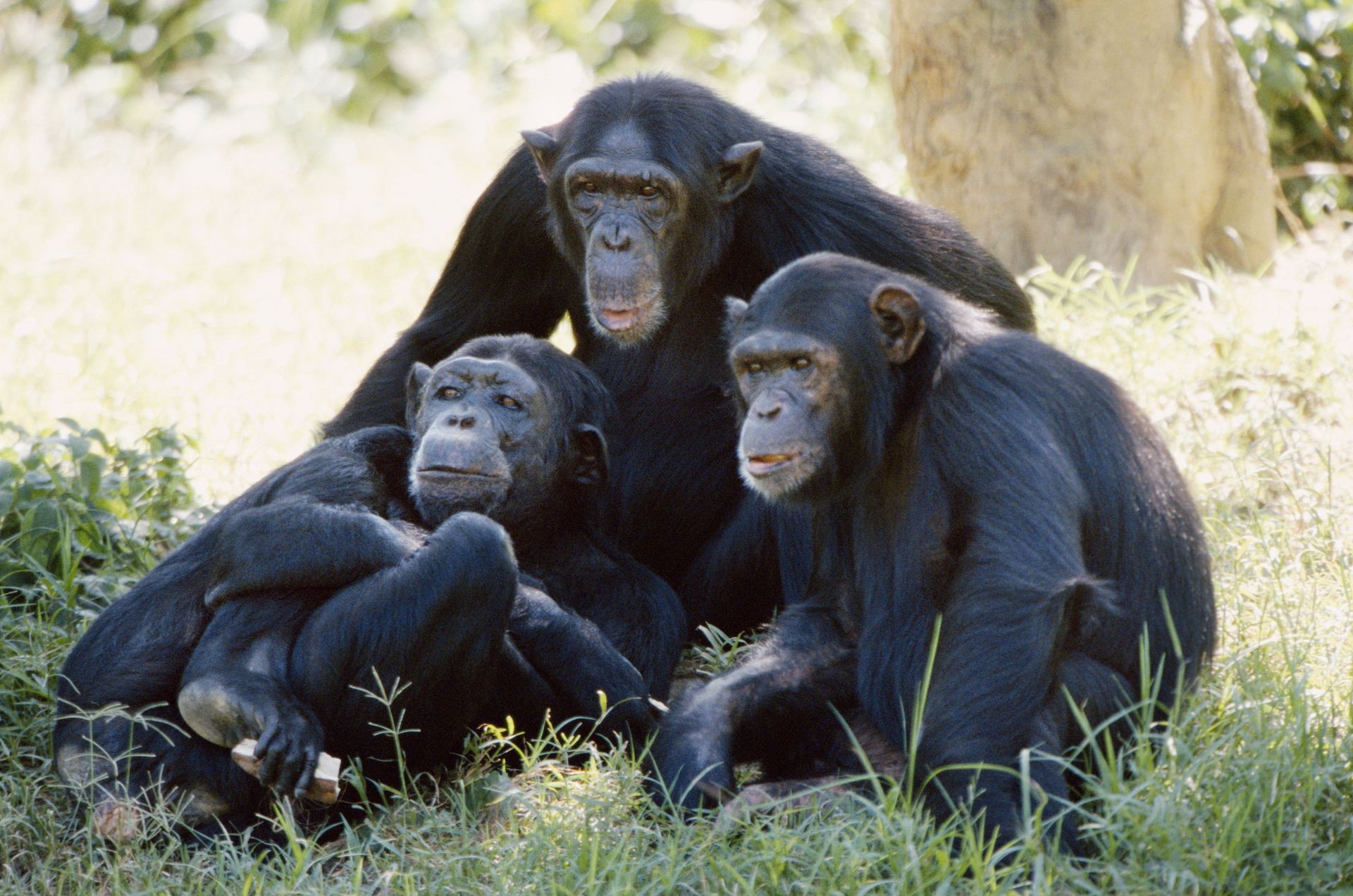 318444 descargar imagen animales, chimpancé, monos: fondos de pantalla y protectores de pantalla gratis