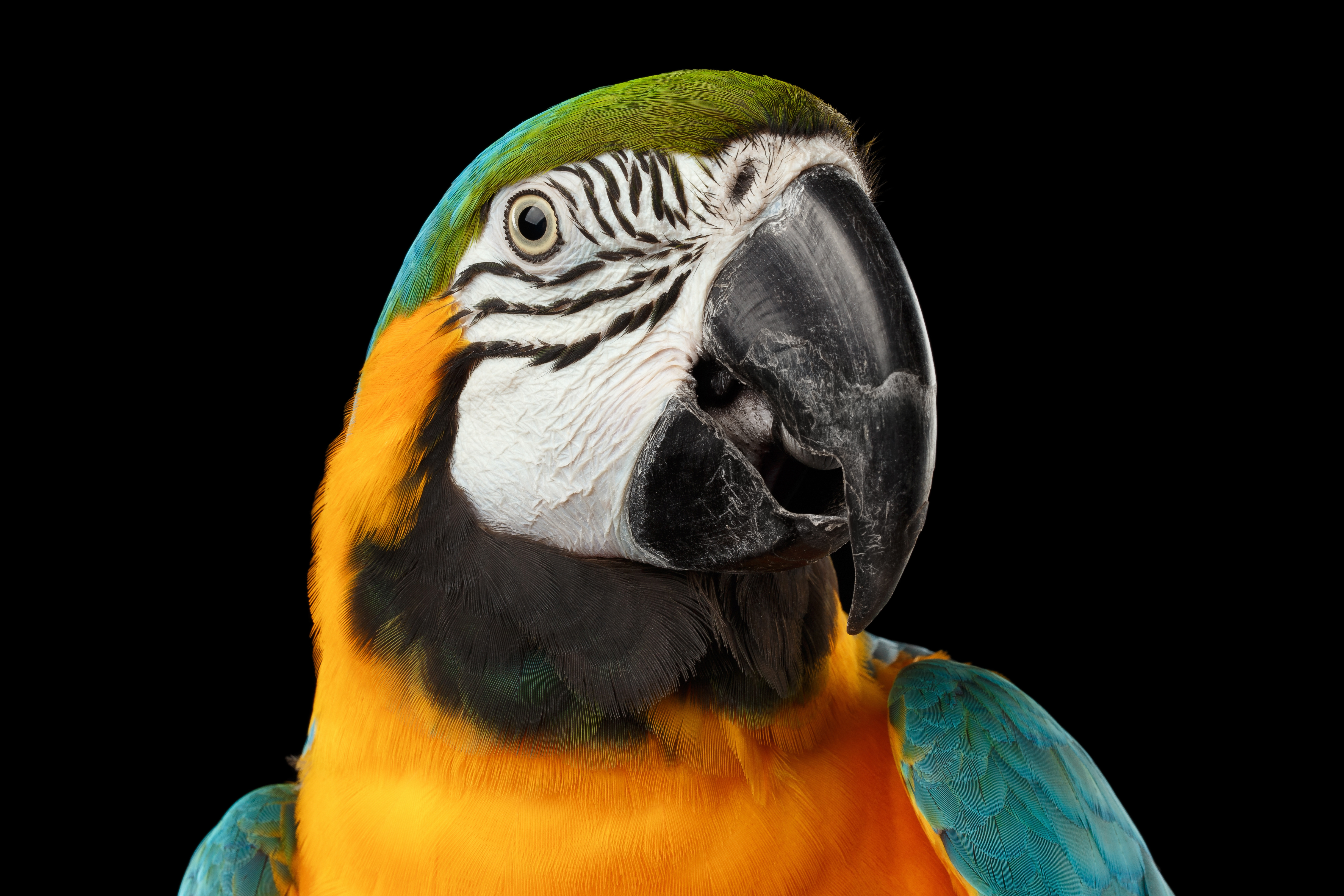 Free download wallpaper Birds, Bird, Animal, Blue And Yellow Macaw on your PC desktop