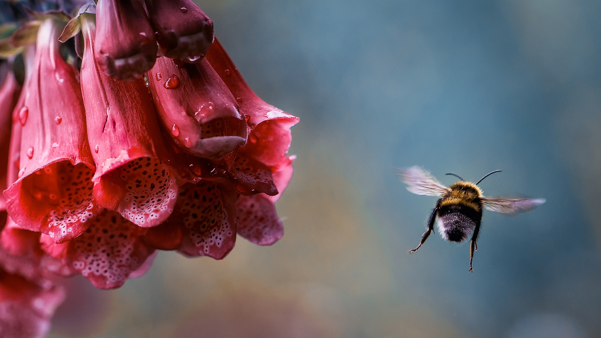 animal, bee, close up, flower, insects