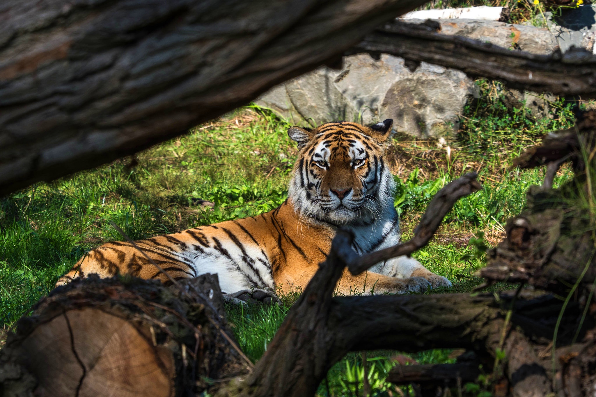 Baixar papel de parede para celular de Animais, Gatos, Tigre gratuito.