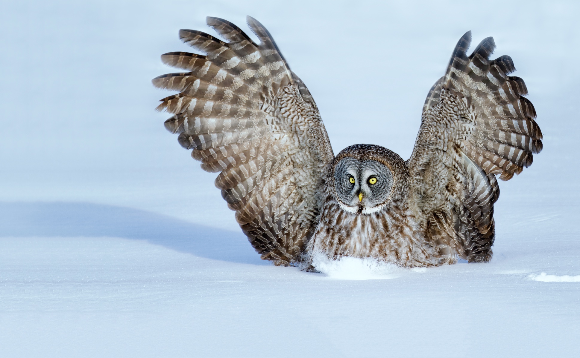 Download mobile wallpaper Birds, Owl, Snow, Bird, Animal for free.