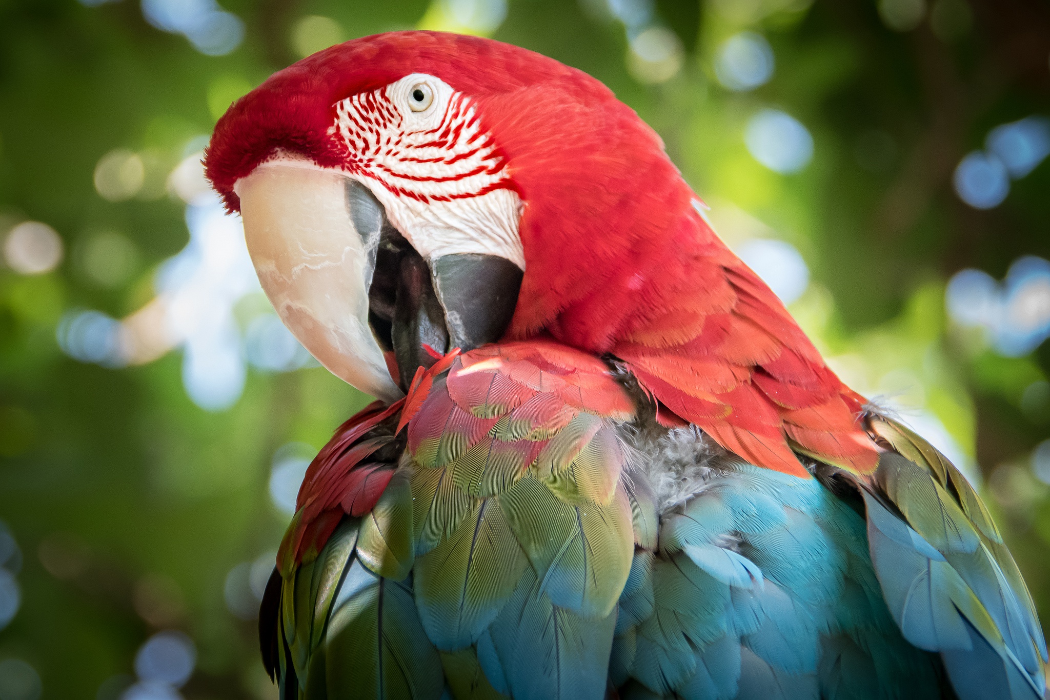 Baixe gratuitamente a imagem Animais, Aves, Pássaro, Arara, Papagaio, Arara Vermelha na área de trabalho do seu PC