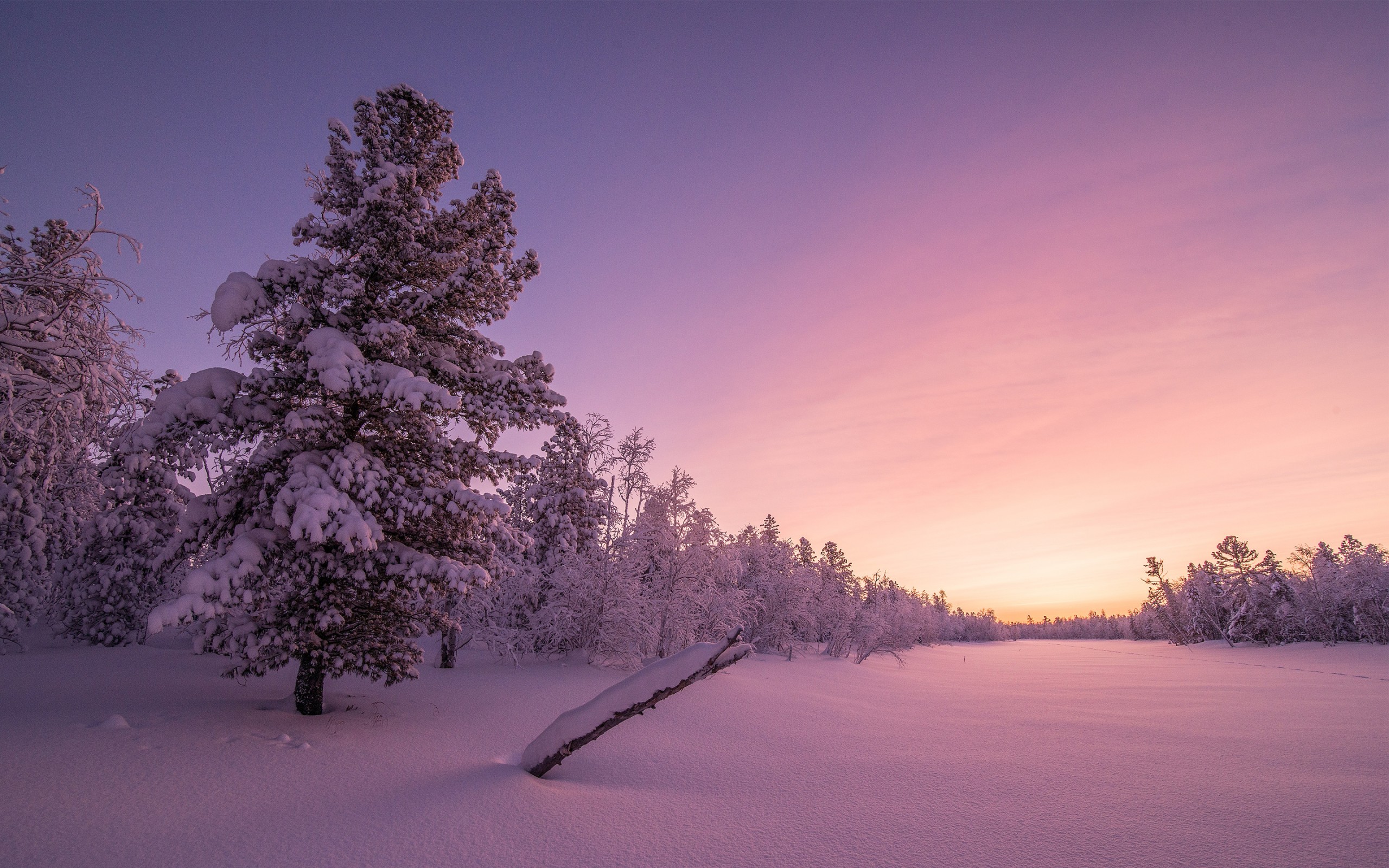 無料モバイル壁紙冬, 木, 雪, 地球をダウンロードします。