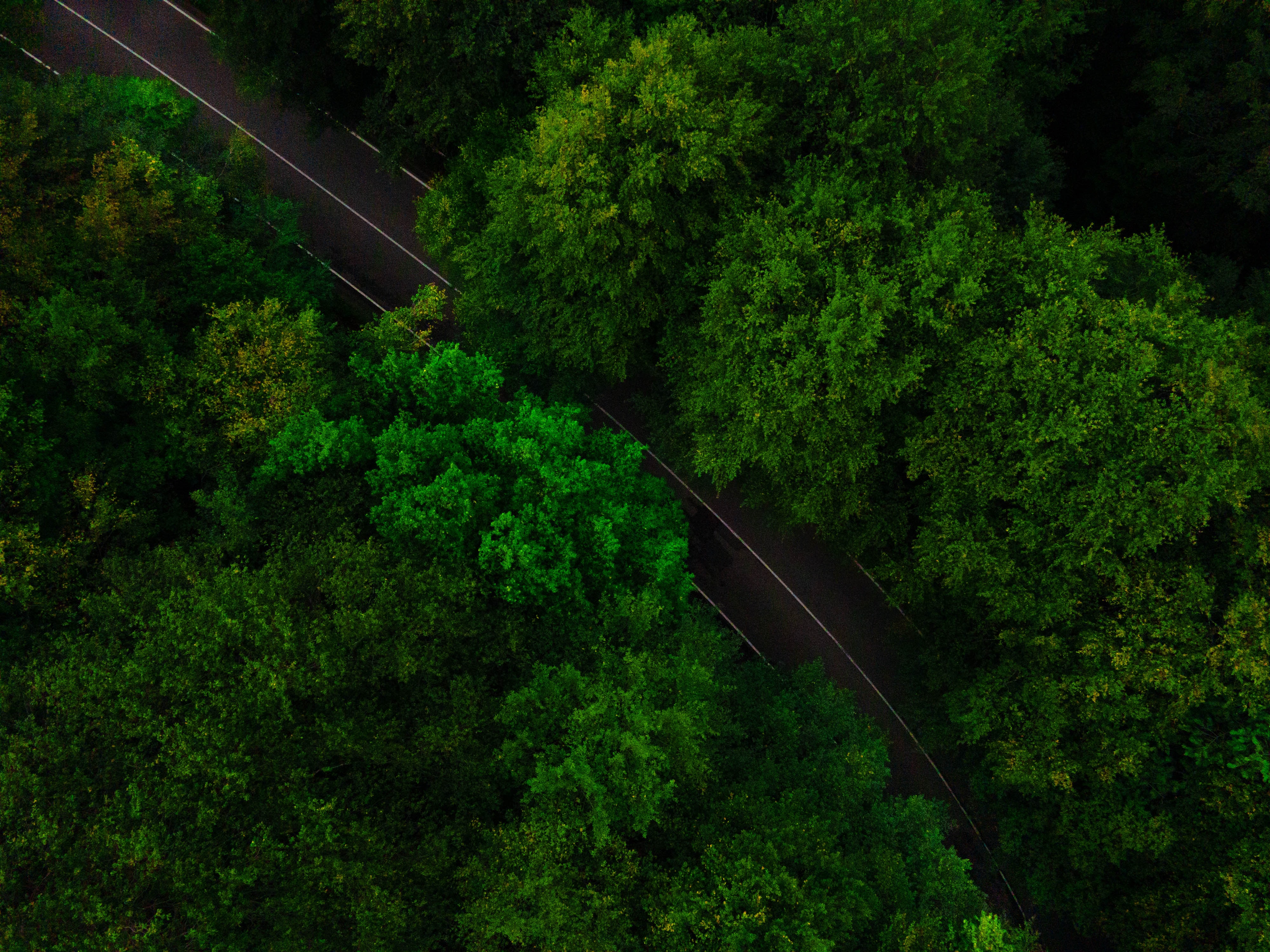 nature, trees, green, view from above, top, road, tops