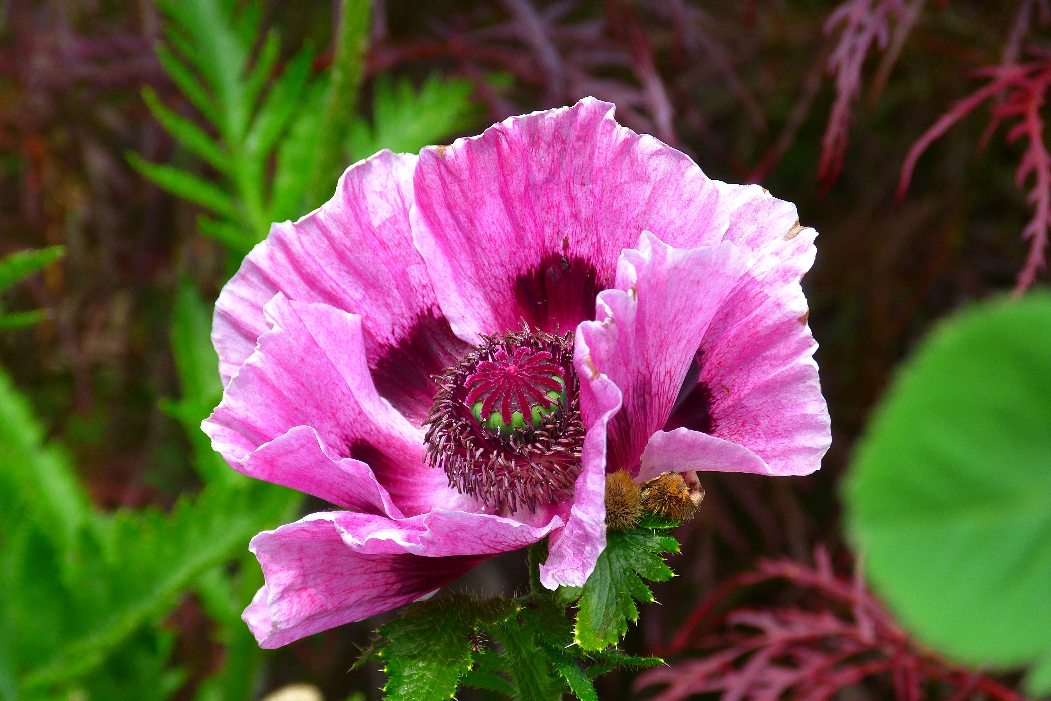 Laden Sie das Blumen, Mohn, Blume, Nahansicht, Erde/natur, Pinke Blume-Bild kostenlos auf Ihren PC-Desktop herunter