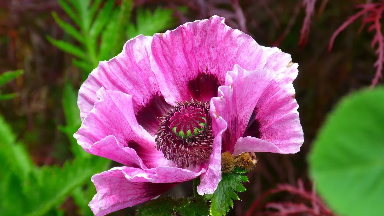 Desktop wallpaper: Earth, Poppy, Close Up, Flower, Pink Flower, Flowers ...